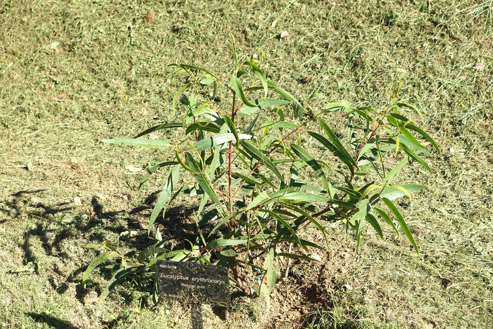 Red-Capped Gum (Eucalyptus Erythrocorys) — predominantly blooming during the late winter to early spring.<br><br>Its foliage is equally attractive