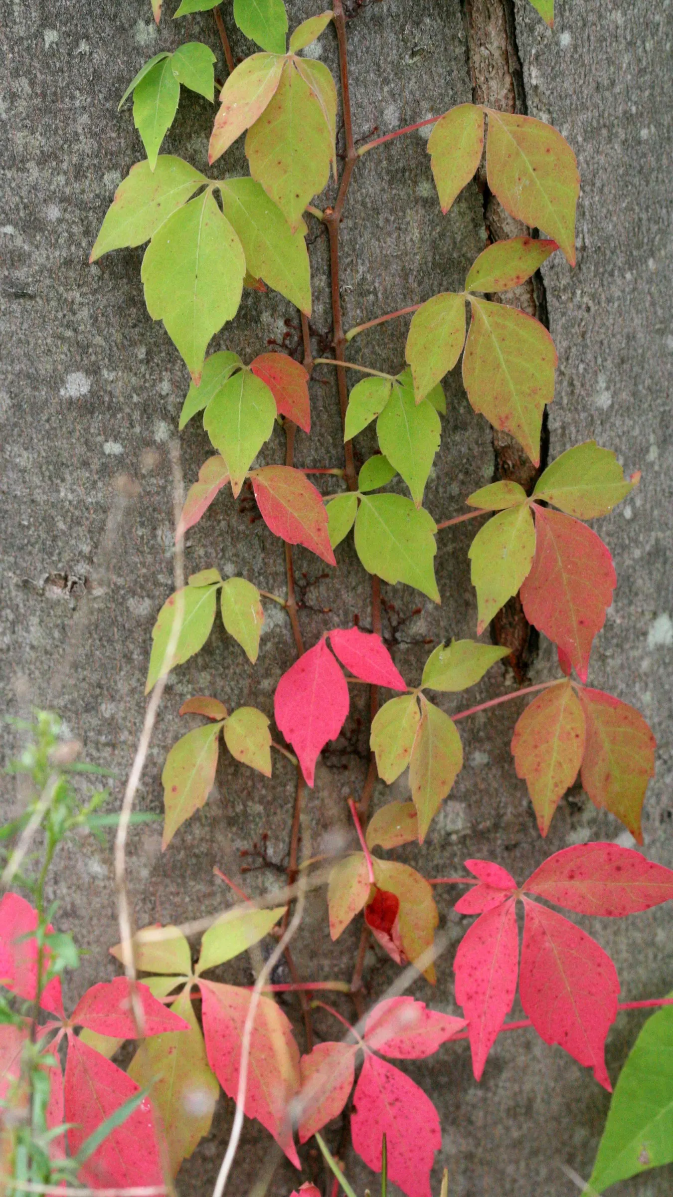 Virginia Creeper (Parthenocissus Quinquefolia) — is a versatile and hardy deciduous vine native to Eastern and Central North America; virginia Creeper