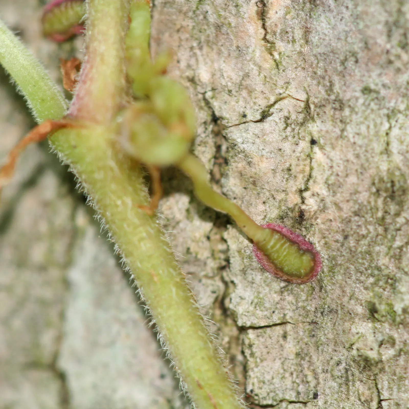 Virginia Creeper (Parthenocissus Quinquefolia) — green and white flowers in the garden