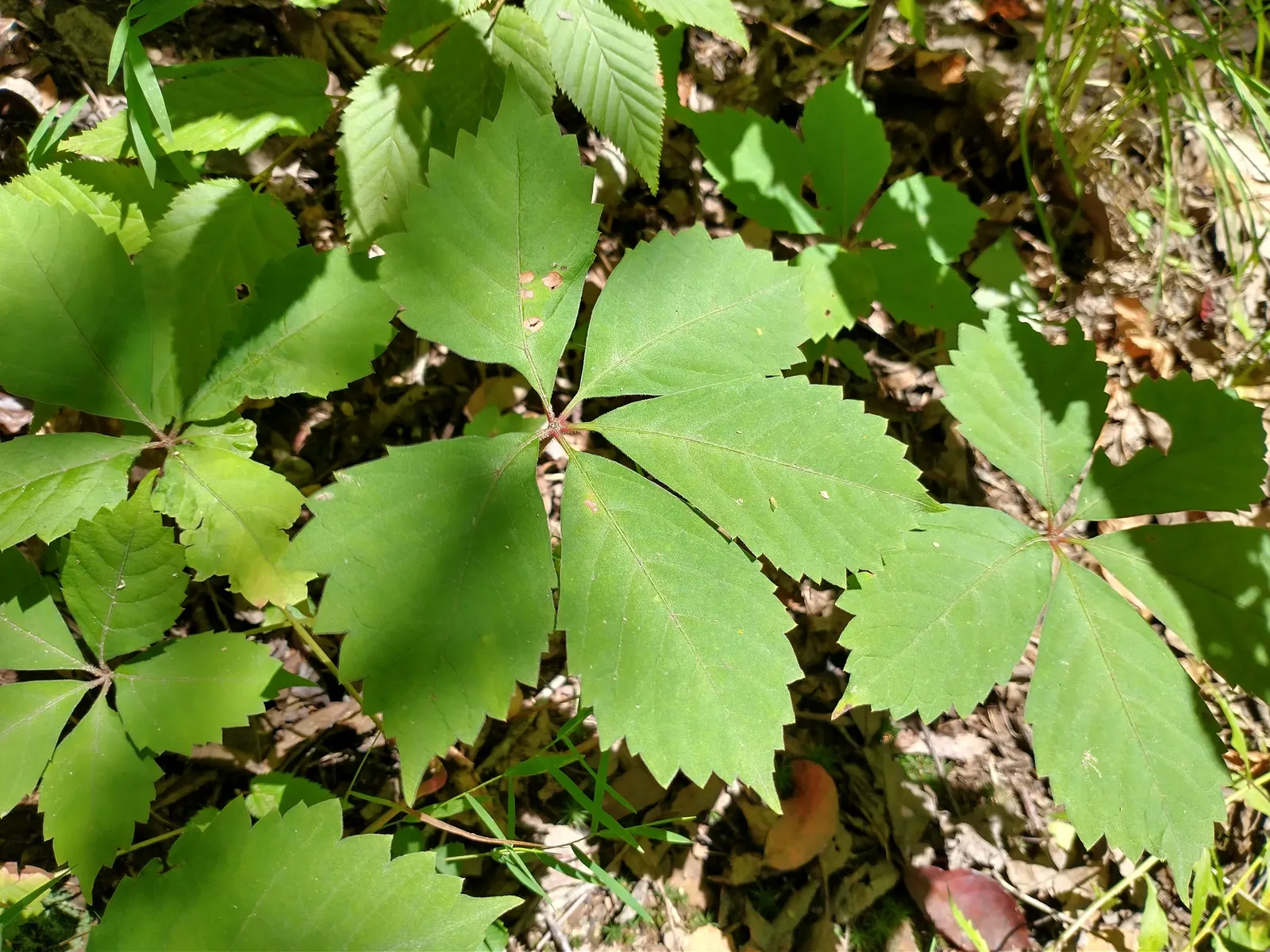 Virginia Creeper (Parthenocissus Quinquefolia) — or even as a ground cover to control erosion