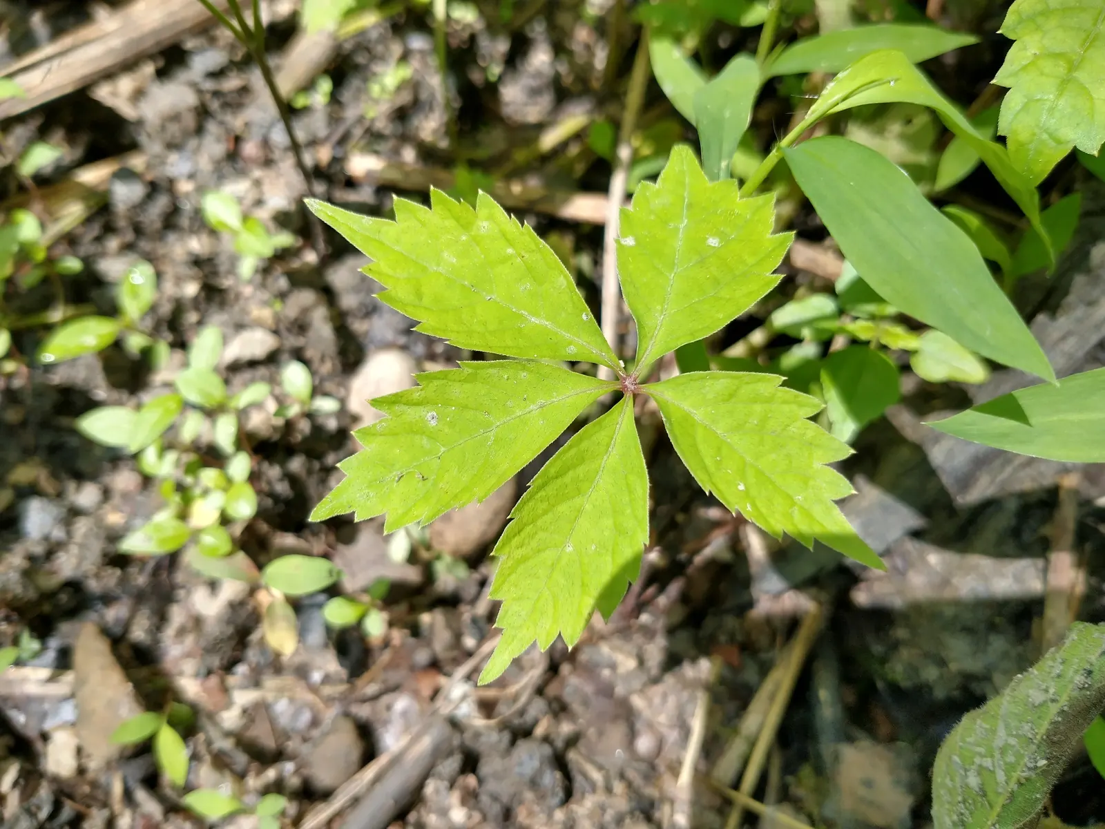 Virginia Creeper (Parthenocissus Quinquefolia) — Adaptable to various soils, it thrives in full sun to shade; ground cover / vine with green and, image 108