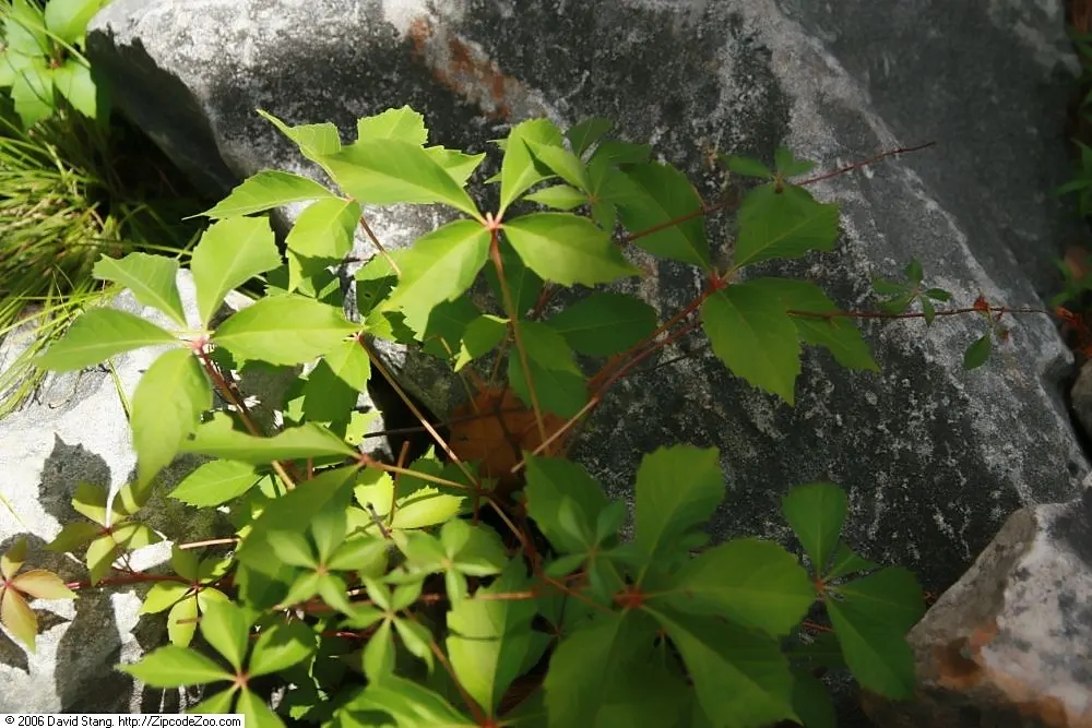 Virginia Creeper (Parthenocissus Quinquefolia) — Perfect for adding a touch of wilderness to any garden