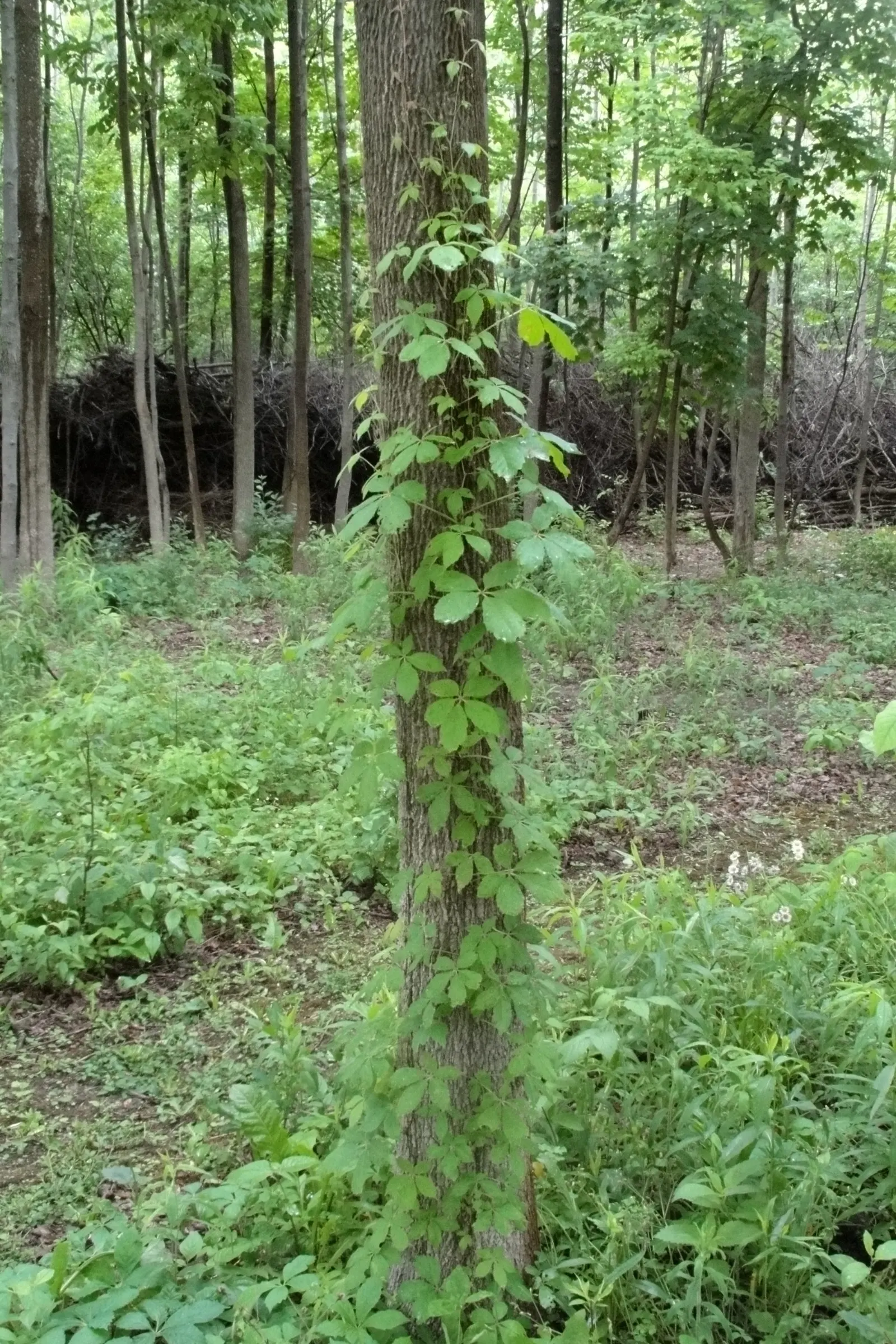 Virginia Creeper (Parthenocissus Quinquefolia) — ground cover / vine for full or half or shade; adding ecological value to your garden