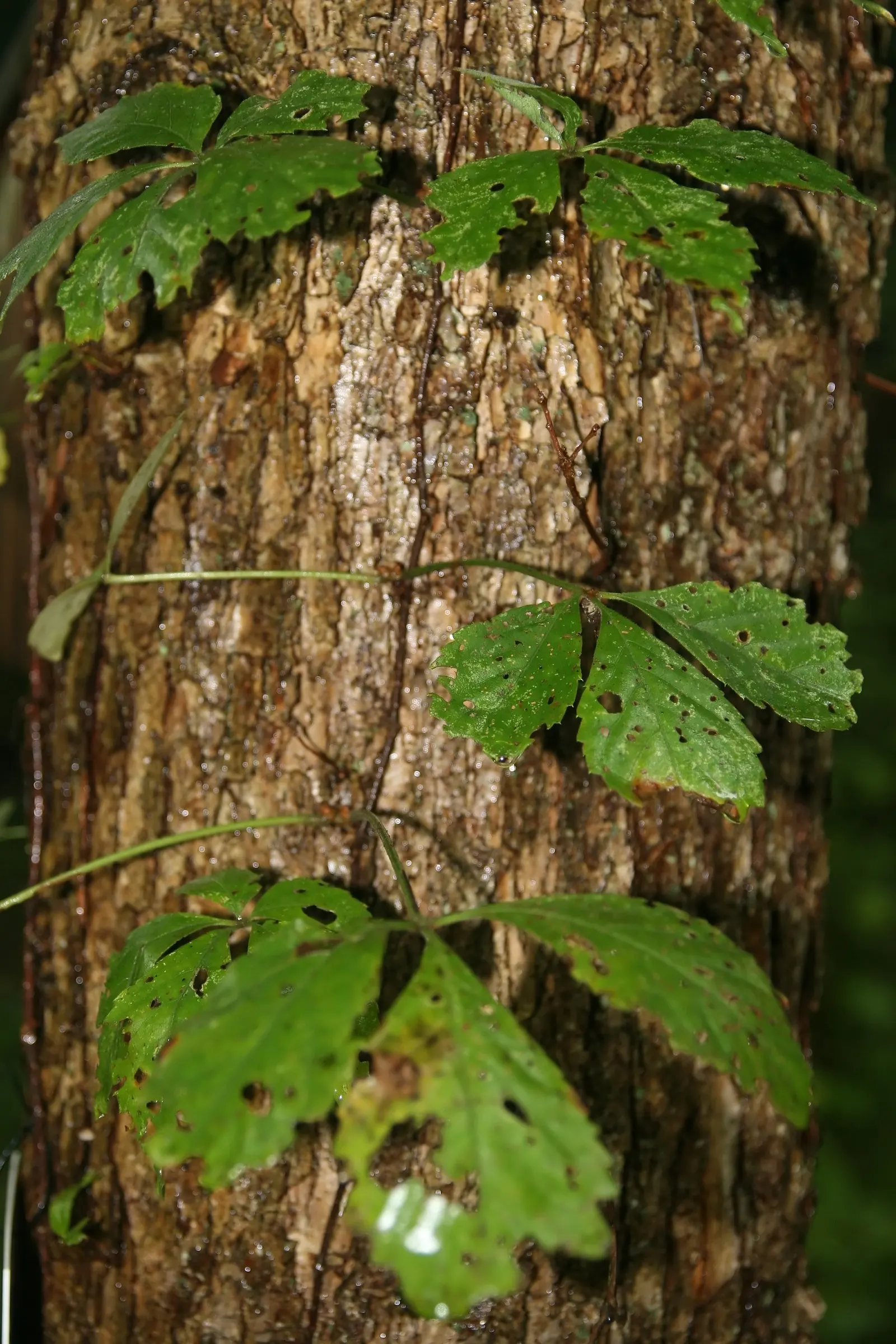 Virginia Creeper (Parthenocissus Quinquefolia) — offering seasonal interest to your landscape.<br><br>This plant thrives in full sun to full shade, image 92