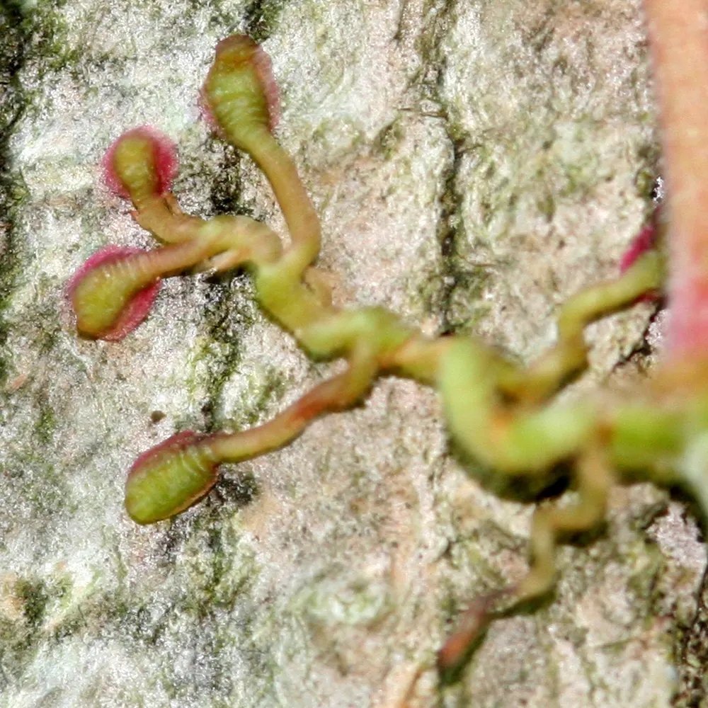 Virginia Creeper (Parthenocissus Quinquefolia) — that Virginia Creeper can become quite aggressive if left unchecked; each typically measuring 2 to, image 69