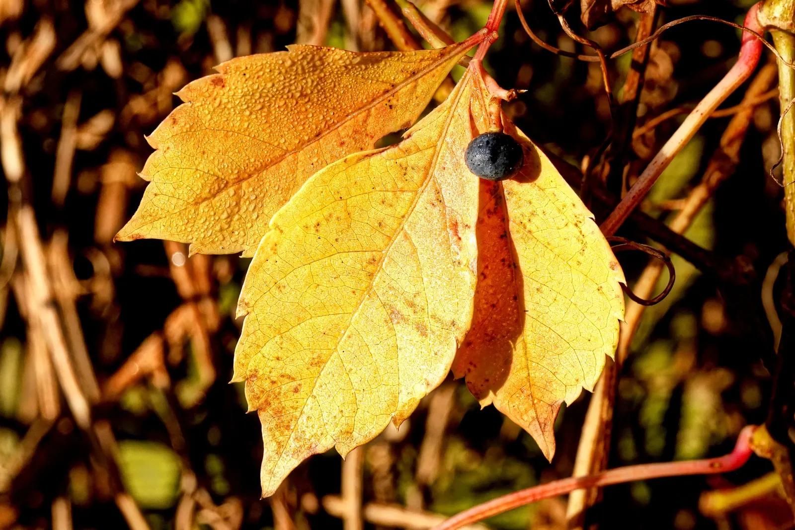 Virginia Creeper (Parthenocissus Quinquefolia) — Perfect for adding a touch of wilderness to any garden; is a versatile and hardy deciduous vine, image 61