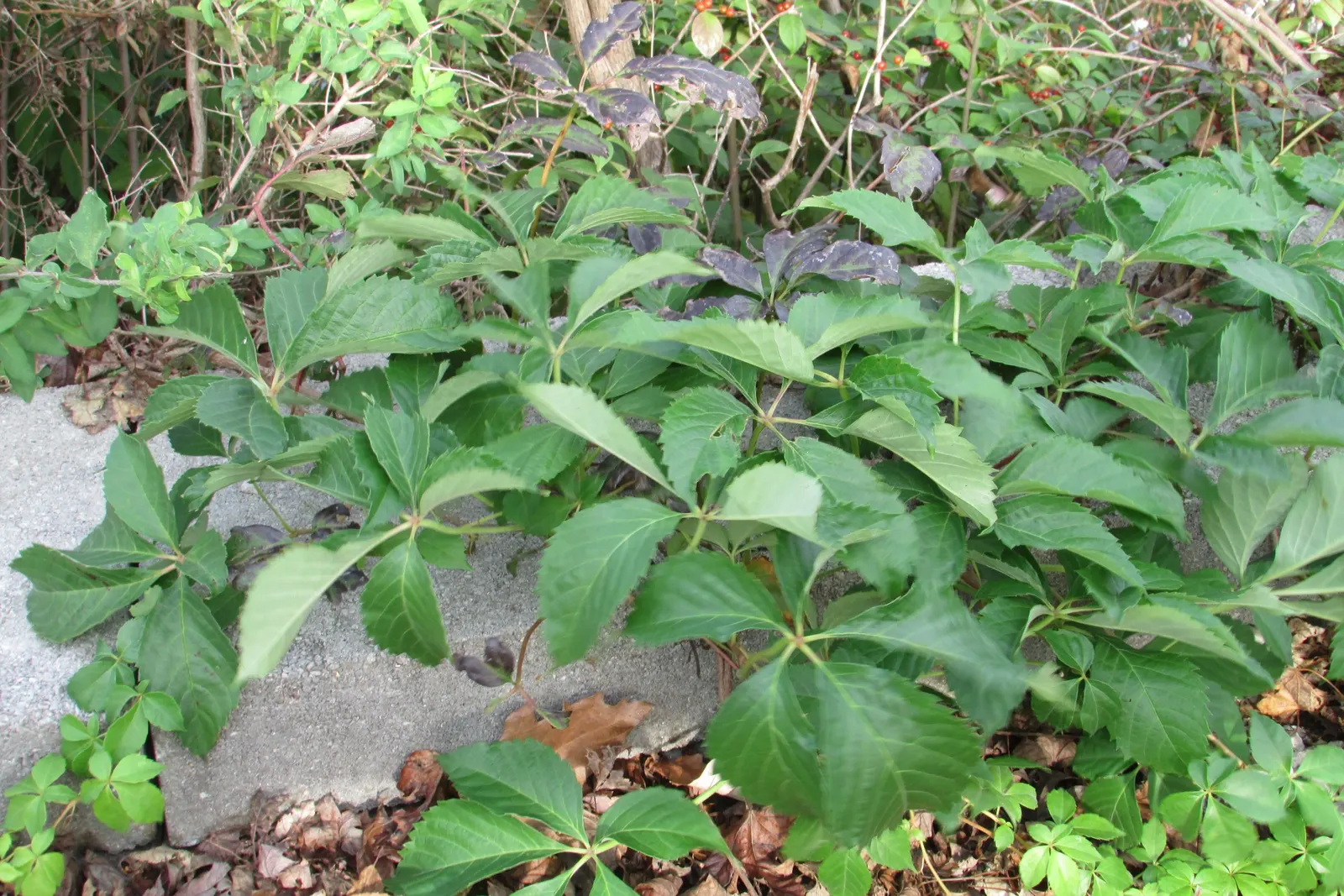 Virginia Creeper (Parthenocissus Quinquefolia) — green and white flowers in the garden; perfect for adding a touch of wilderness to any garden