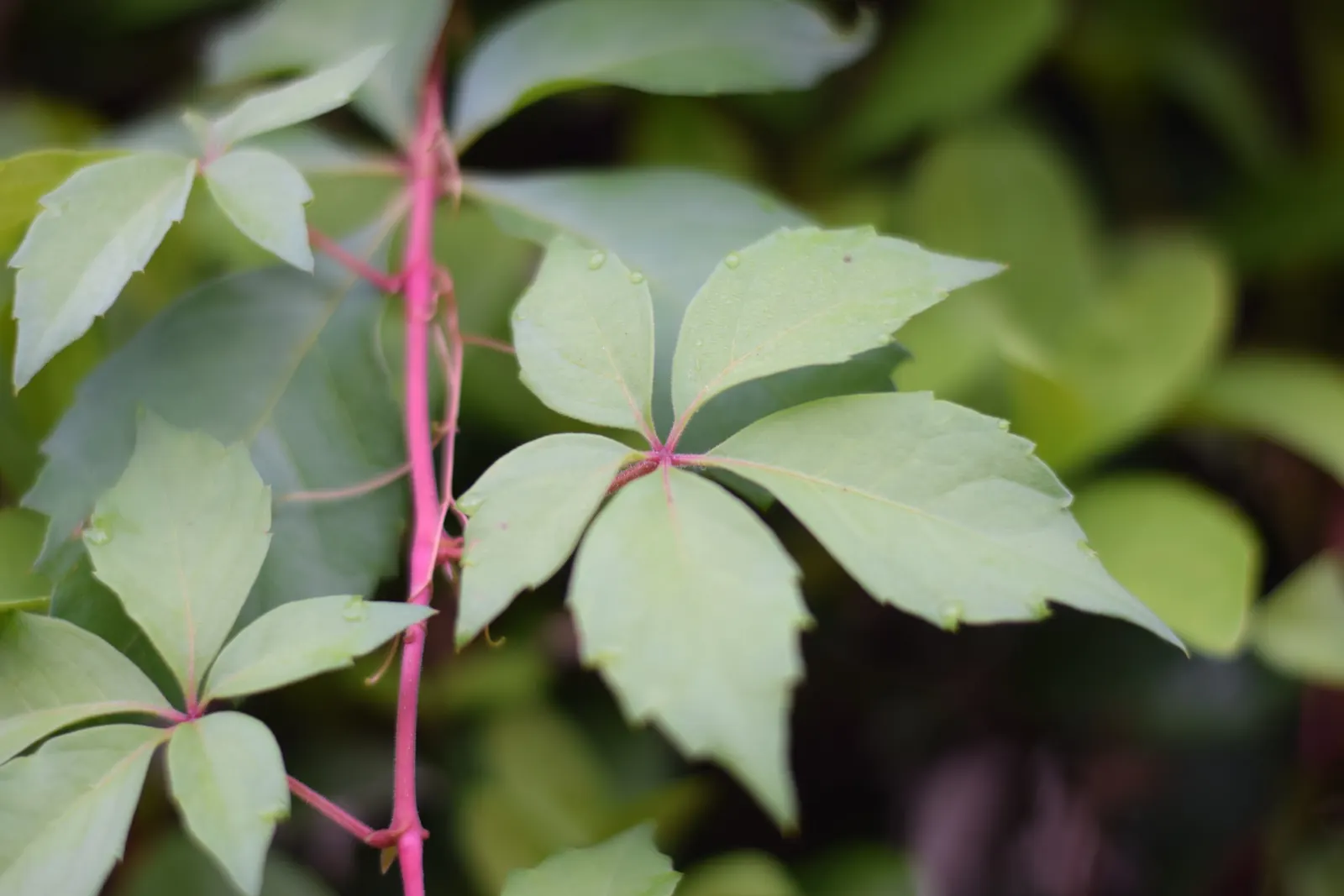Virginia Creeper (Parthenocissus Quinquefolia) — Assuming a climbing habit