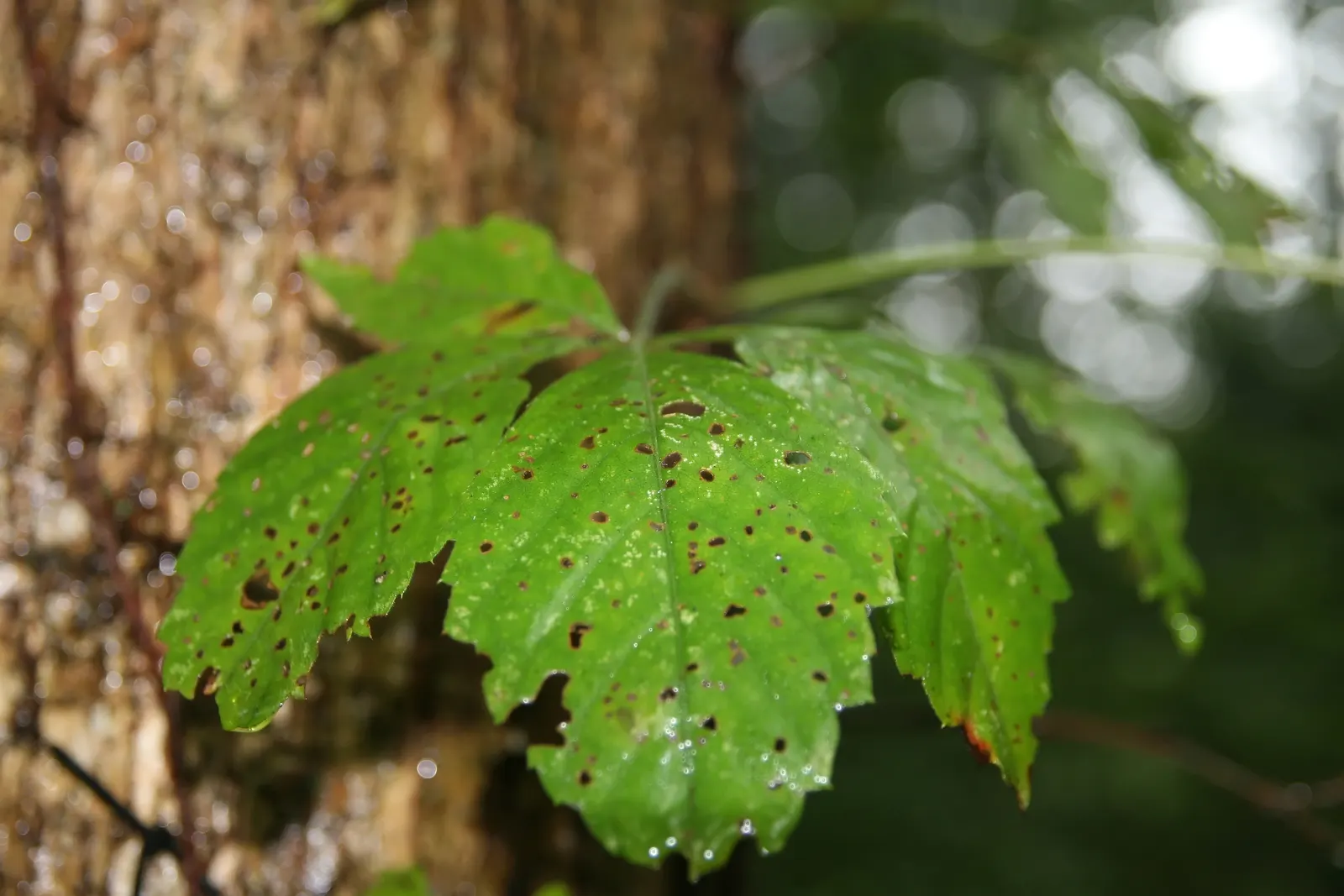 Virginia Creeper (Parthenocissus Quinquefolia) — incorporate this vine as a cover for trellises