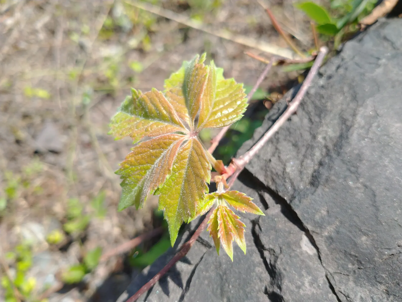Virginia Creeper (Parthenocissus Quinquefolia) — Its suction-cup-like tendrils make it ideal for covering walls or trellises; providing a lush, image 109