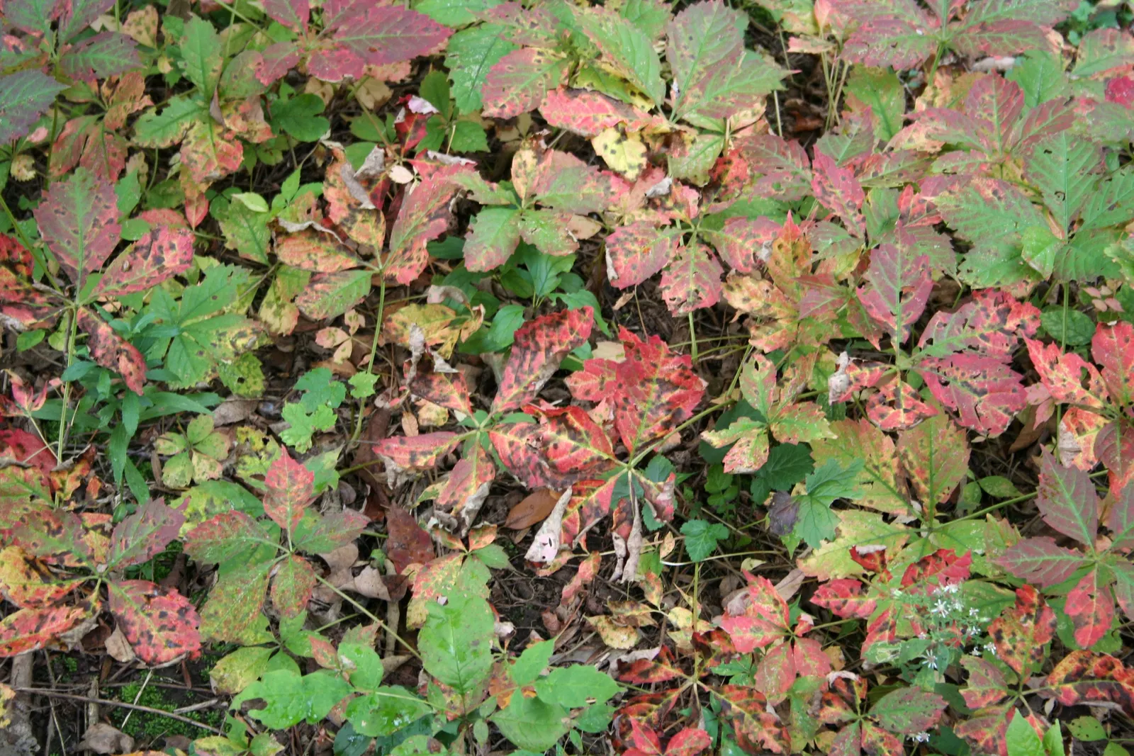 Virginia Creeper (Parthenocissus Quinquefolia) — so occasional pruning may be required to manage its growth; incorporate this vine as a cover for trellises