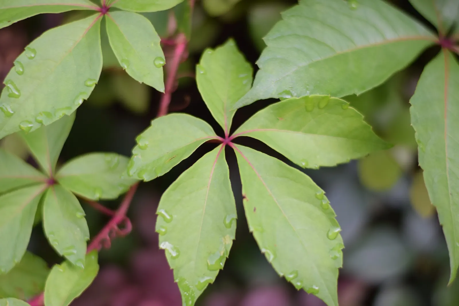 Virginia Creeper (Parthenocissus Quinquefolia) — adding ecological value to your garden