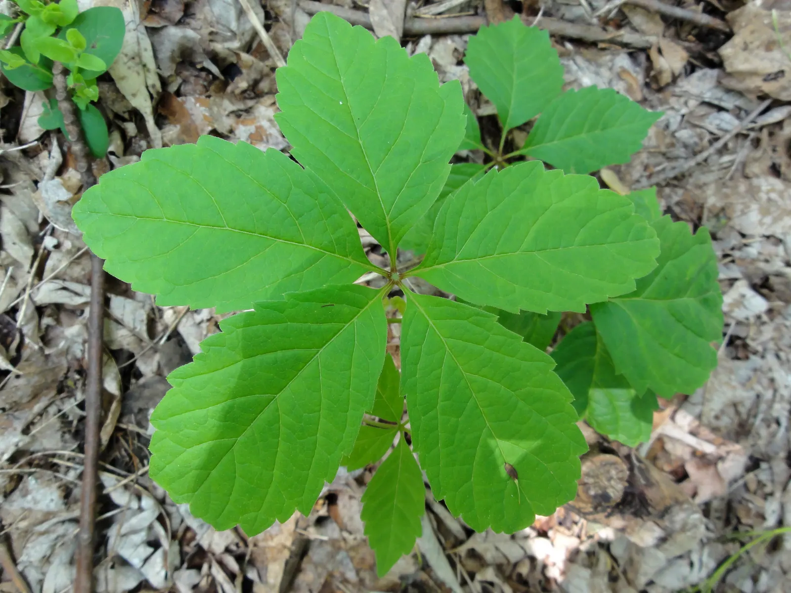 Virginia Creeper (Parthenocissus Quinquefolia) — It flaunts palmate leaves with five leaflets and turns a striking red in fall; this vine can reach impressive