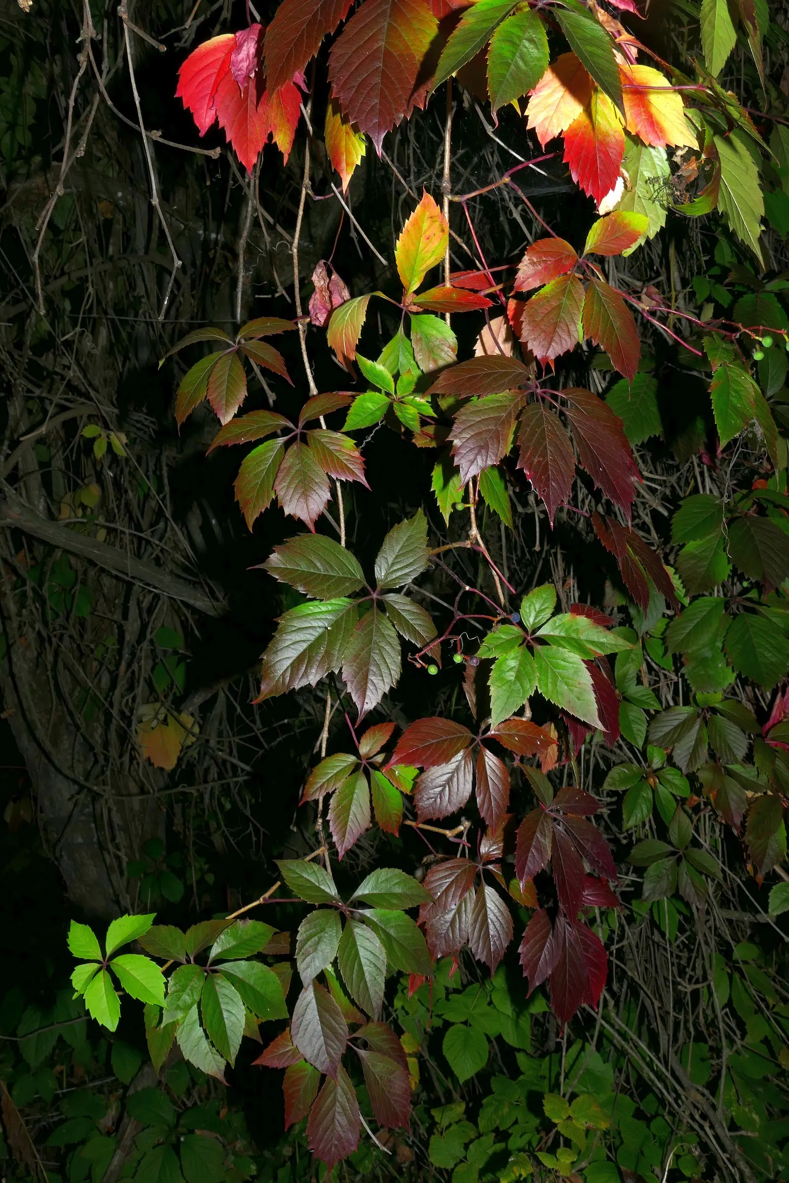 Virginia Creeper (Parthenocissus Quinquefolia) — offering seasonal interest to your landscape.<br><br>This plant thrives in full sun to full shade, image 66