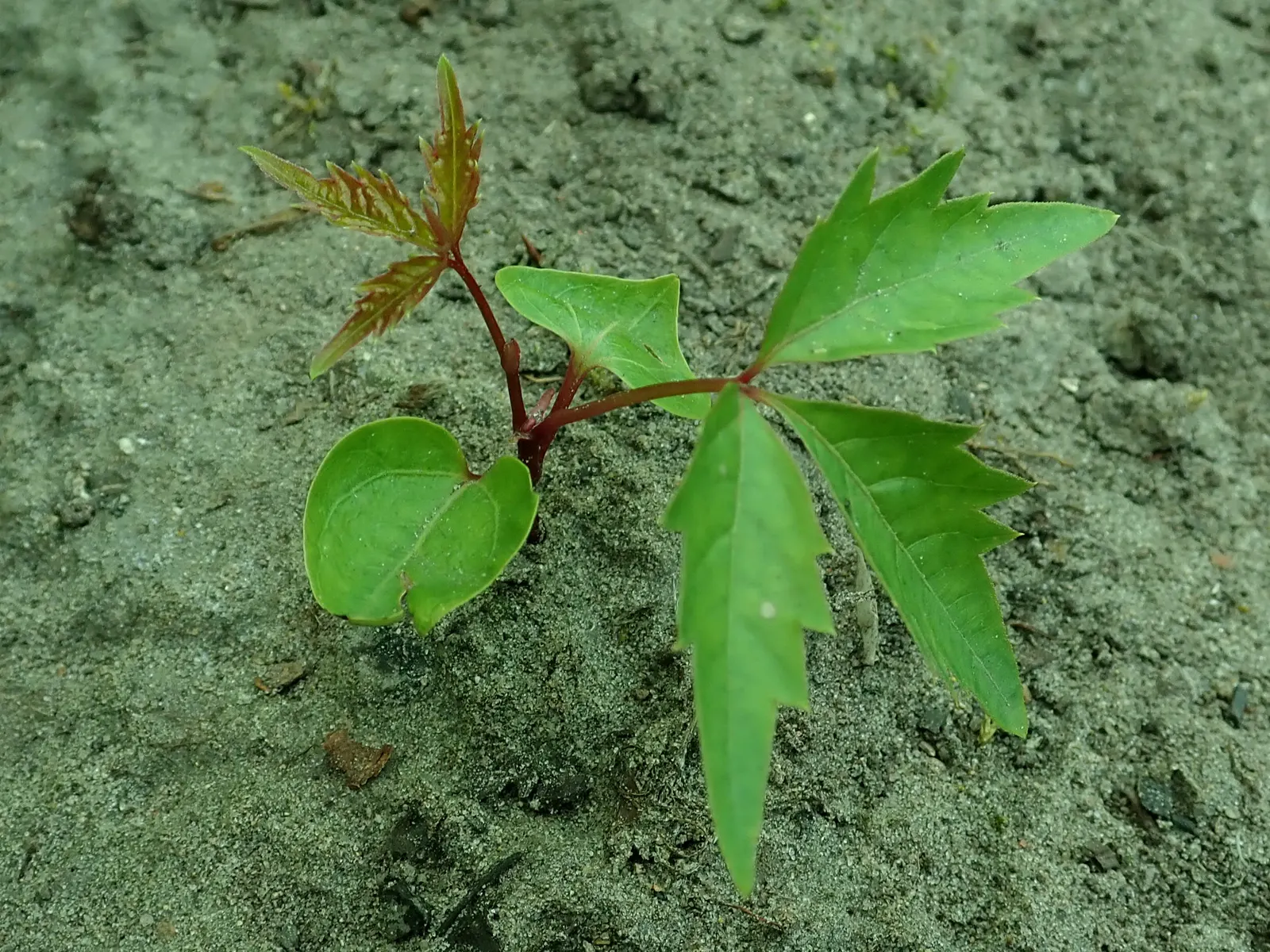 Virginia Creeper (Parthenocissus Quinquefolia) — and is quite drought-resistant once established; its suction-cup-like tendrils make it ideal for, image 68