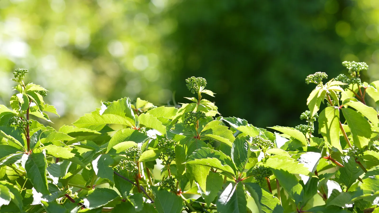 Virginia Creeper (Parthenocissus Quinquefolia) — each typically measuring 2 to 6 inches long; small, inconspicuous green flowers give way to bluish-black