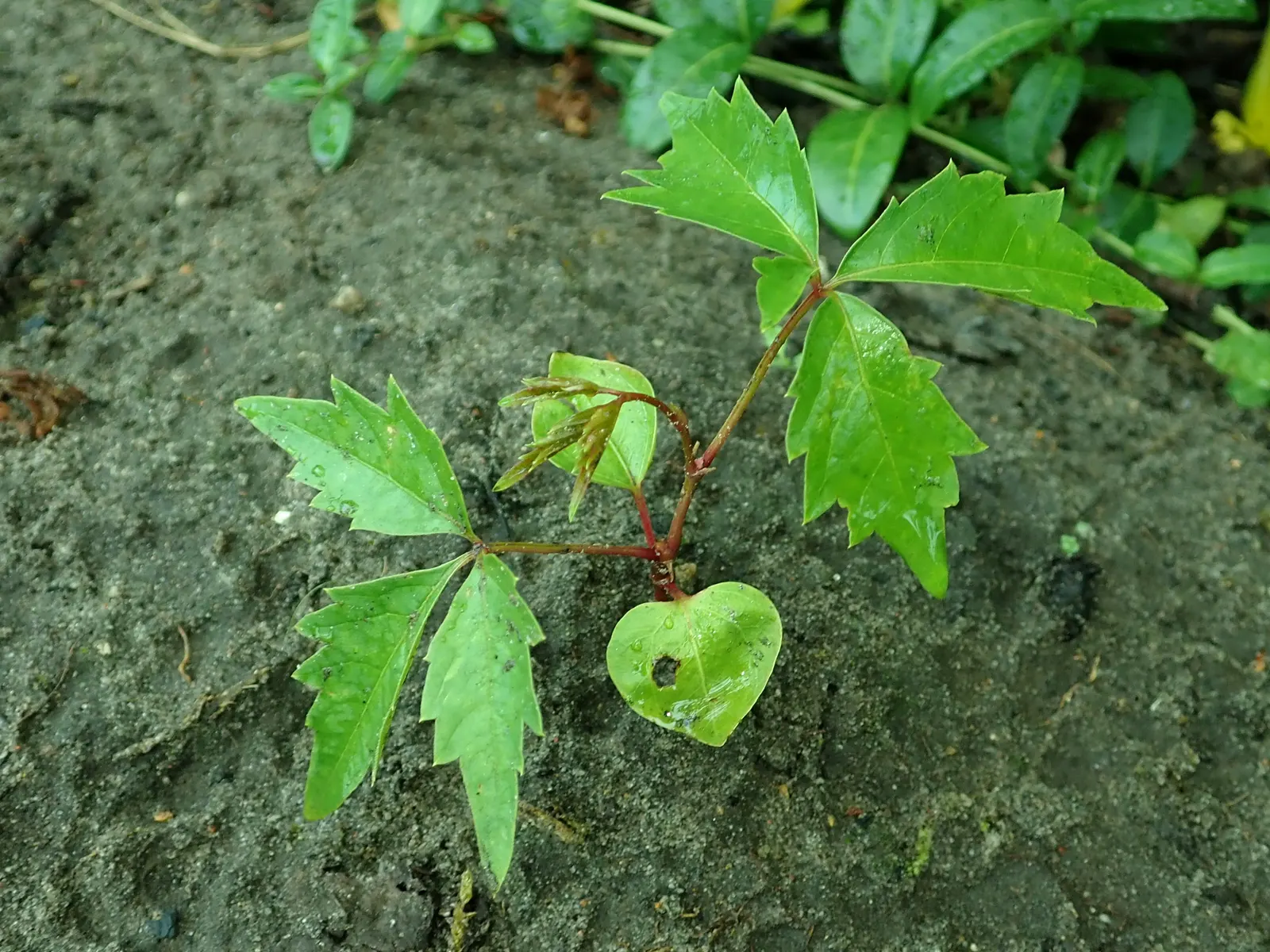 Virginia Creeper (Parthenocissus Quinquefolia) — Small, inconspicuous green flowers give way to bluish-black berries; so occasional pruning may be, image 107