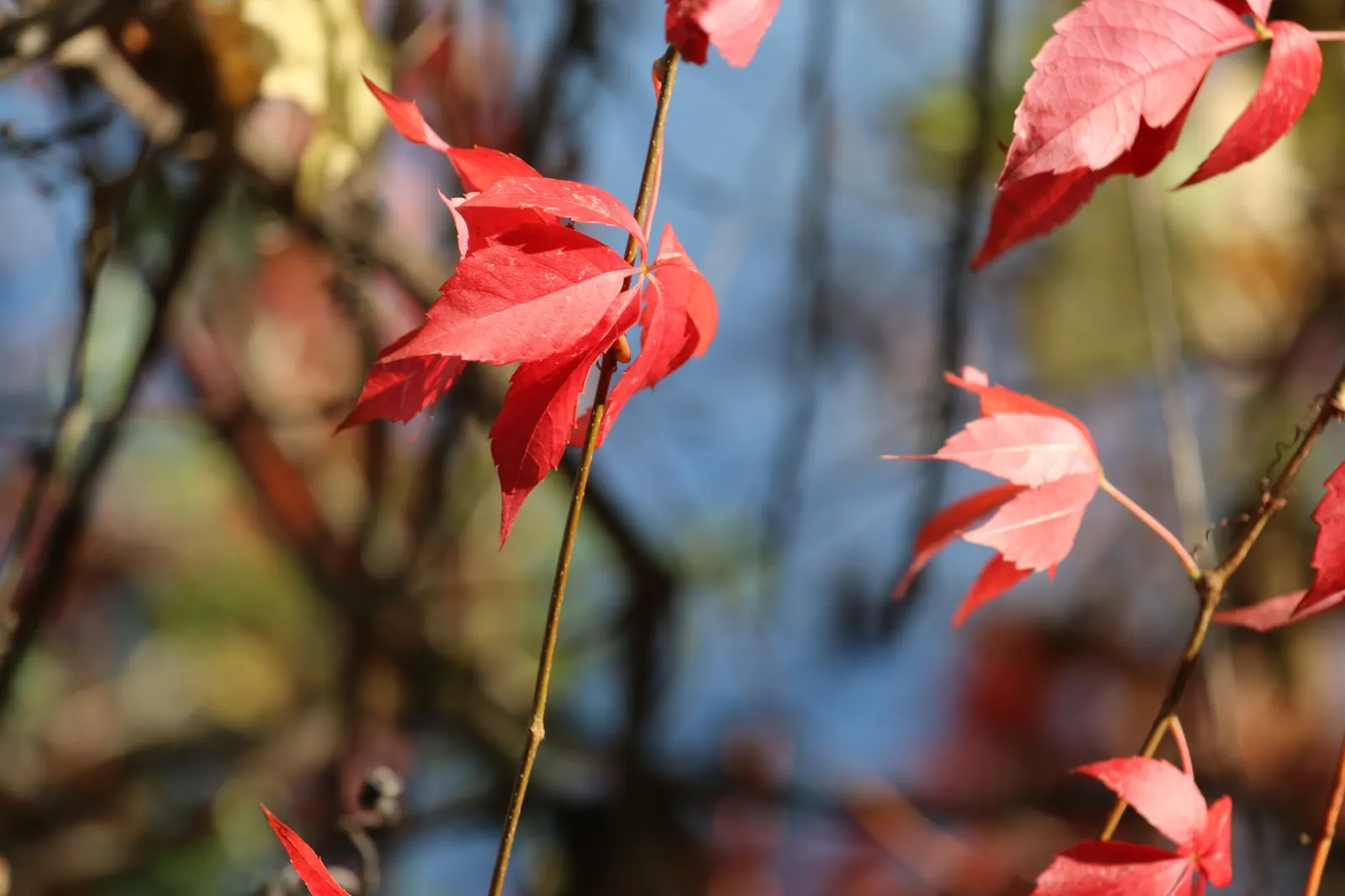 Virginia Creeper (Parthenocissus Quinquefolia) — this vine can reach impressive heights of up to 30 to 50 feet