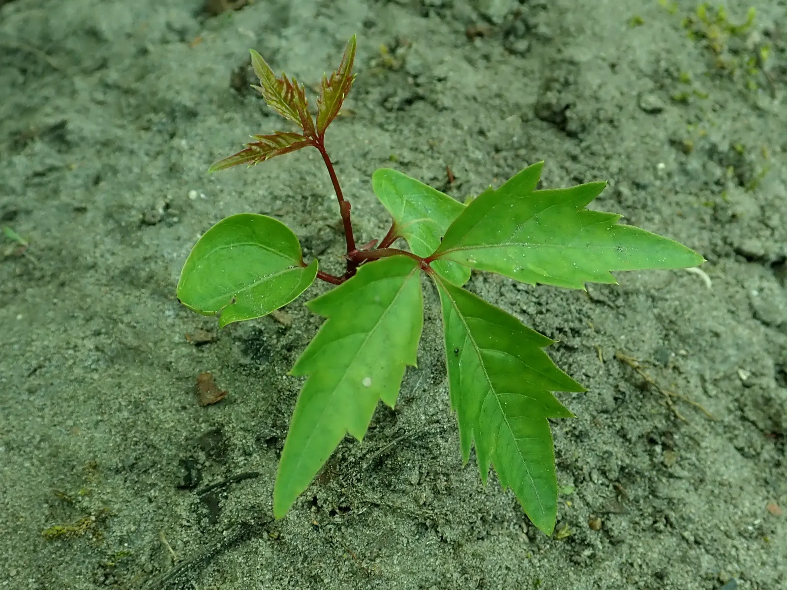 Virginia Creeper (Parthenocissus Quinquefolia) — so occasional pruning may be required to manage its growth; incorporate this vine as a cover for, image 96