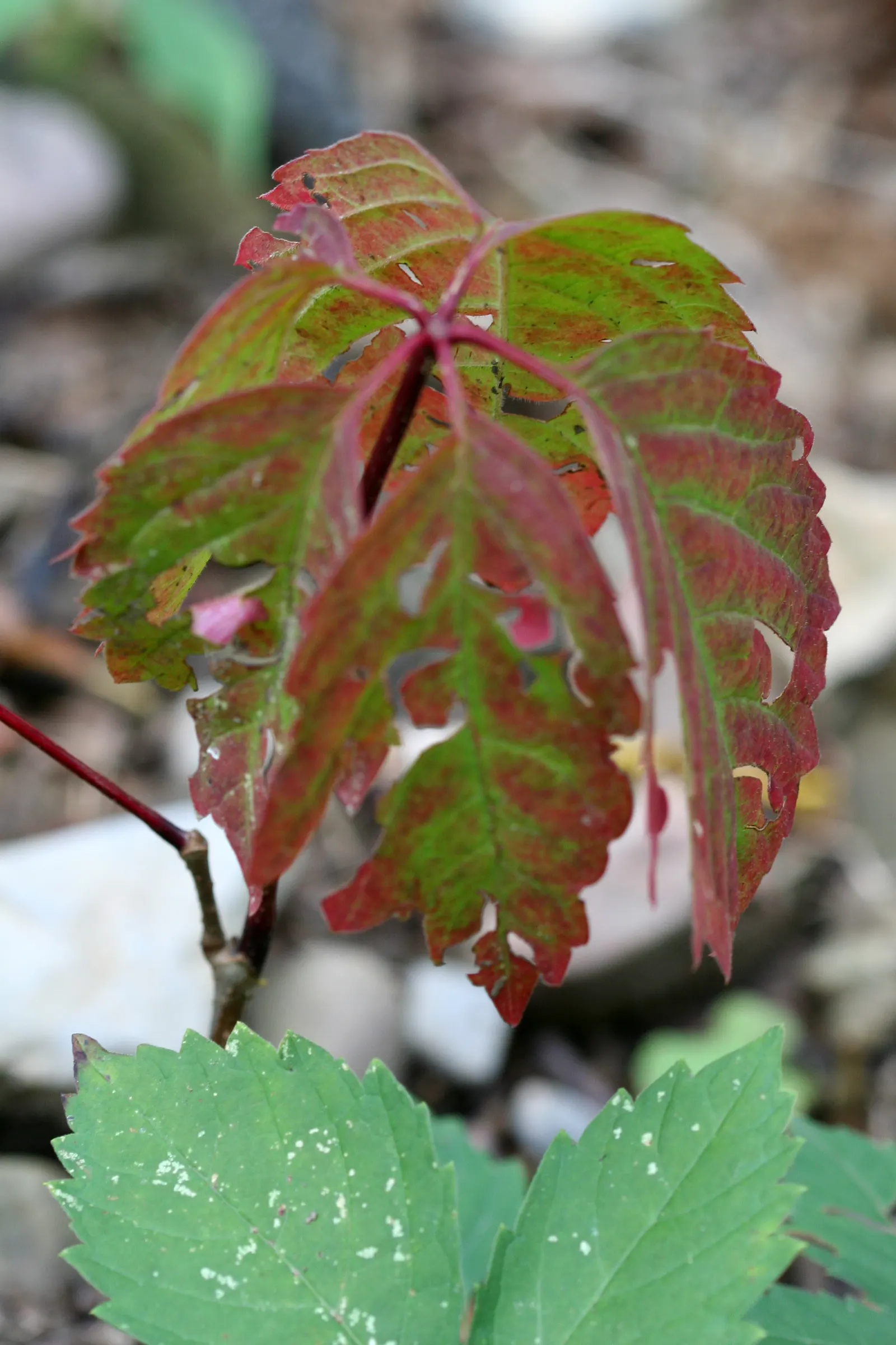 Virginia Creeper (Parthenocissus Quinquefolia) — Assuming a climbing habit; is tolerant of a range of soil types, image 62