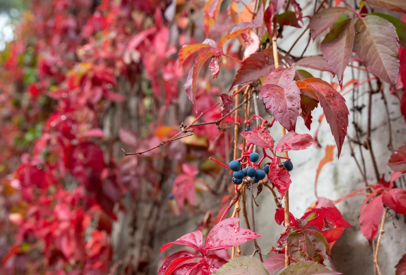 Virginia Creeper (Parthenocissus Quinquefolia) — Assuming a climbing habit; is tolerant of a range of soil types, image 114