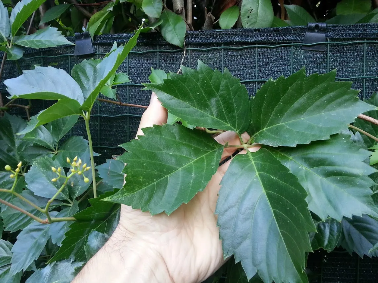 Virginia Creeper (Parthenocissus Quinquefolia) — It flaunts palmate leaves with five leaflets and turns a striking red in fall