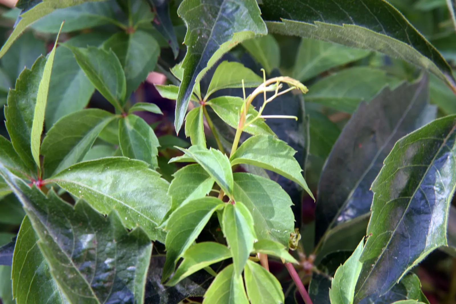 Virginia Creeper (Parthenocissus Quinquefolia) — is a versatile and hardy deciduous vine native to Eastern and Central North America; virginia, image 86