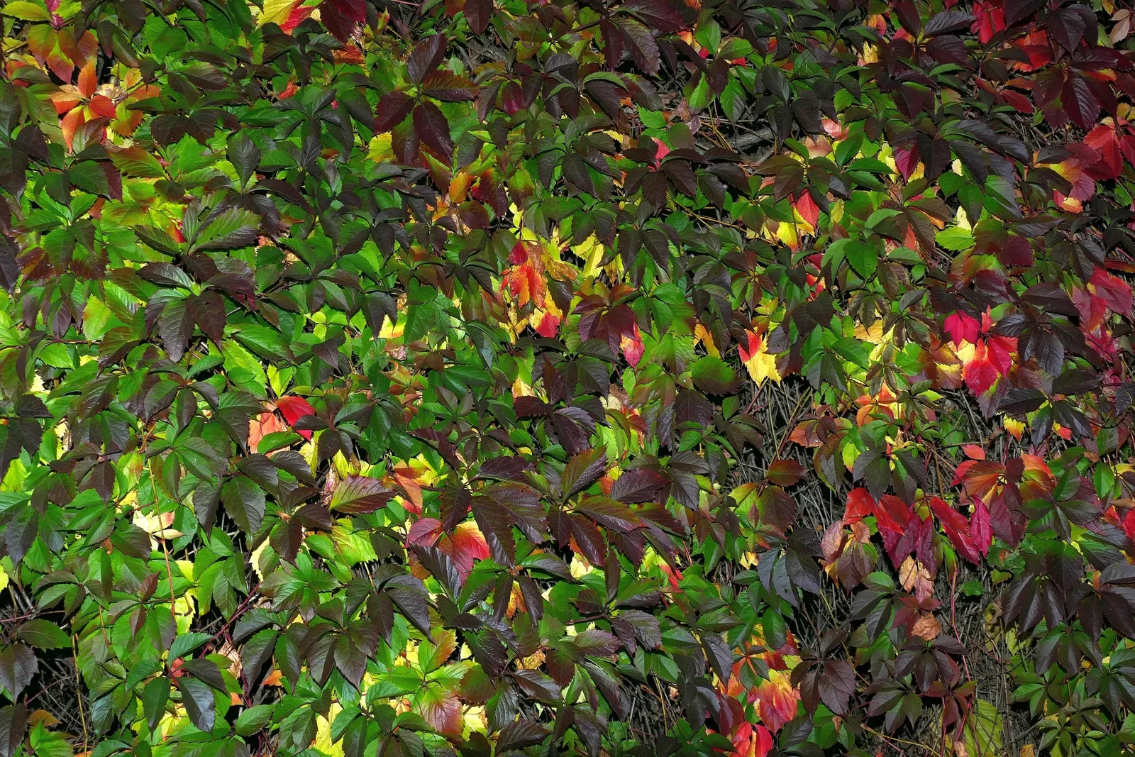 Virginia Creeper (Parthenocissus Quinquefolia) — this vine can reach impressive heights of up to 30 to 50 feet; which are not edible for humans but, image 63