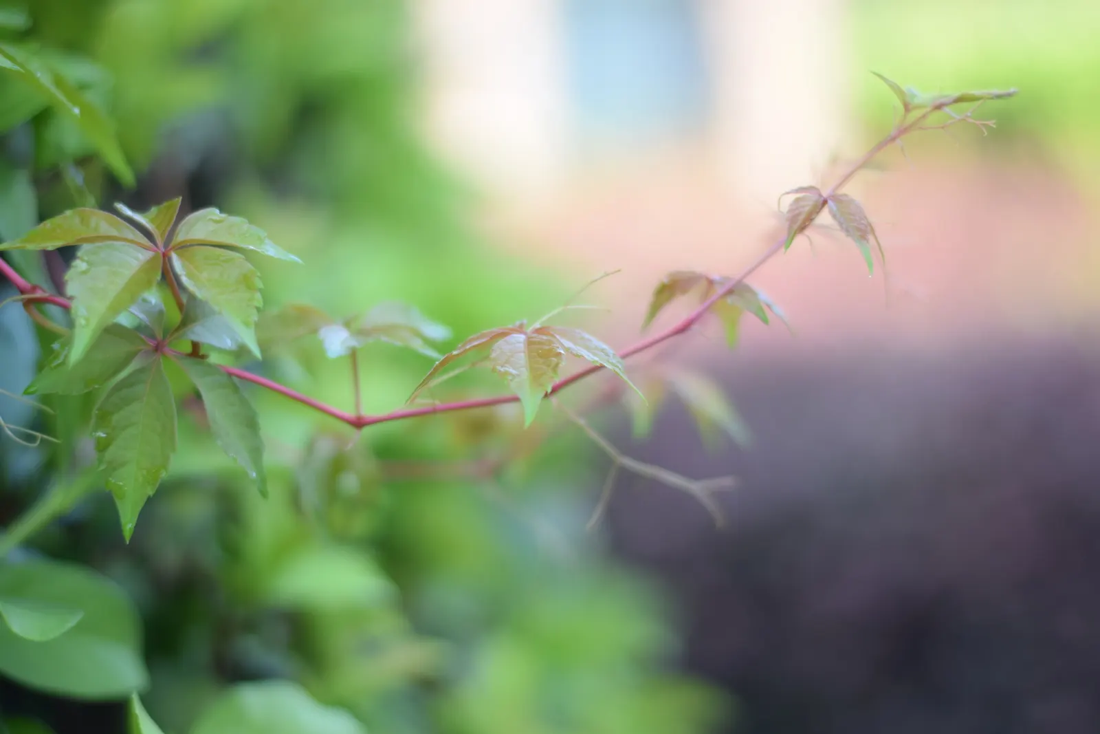 Virginia Creeper (Parthenocissus Quinquefolia) — providing a lush green in summer and vivid red in autumn; emerge a glossy green in spring and mature to a