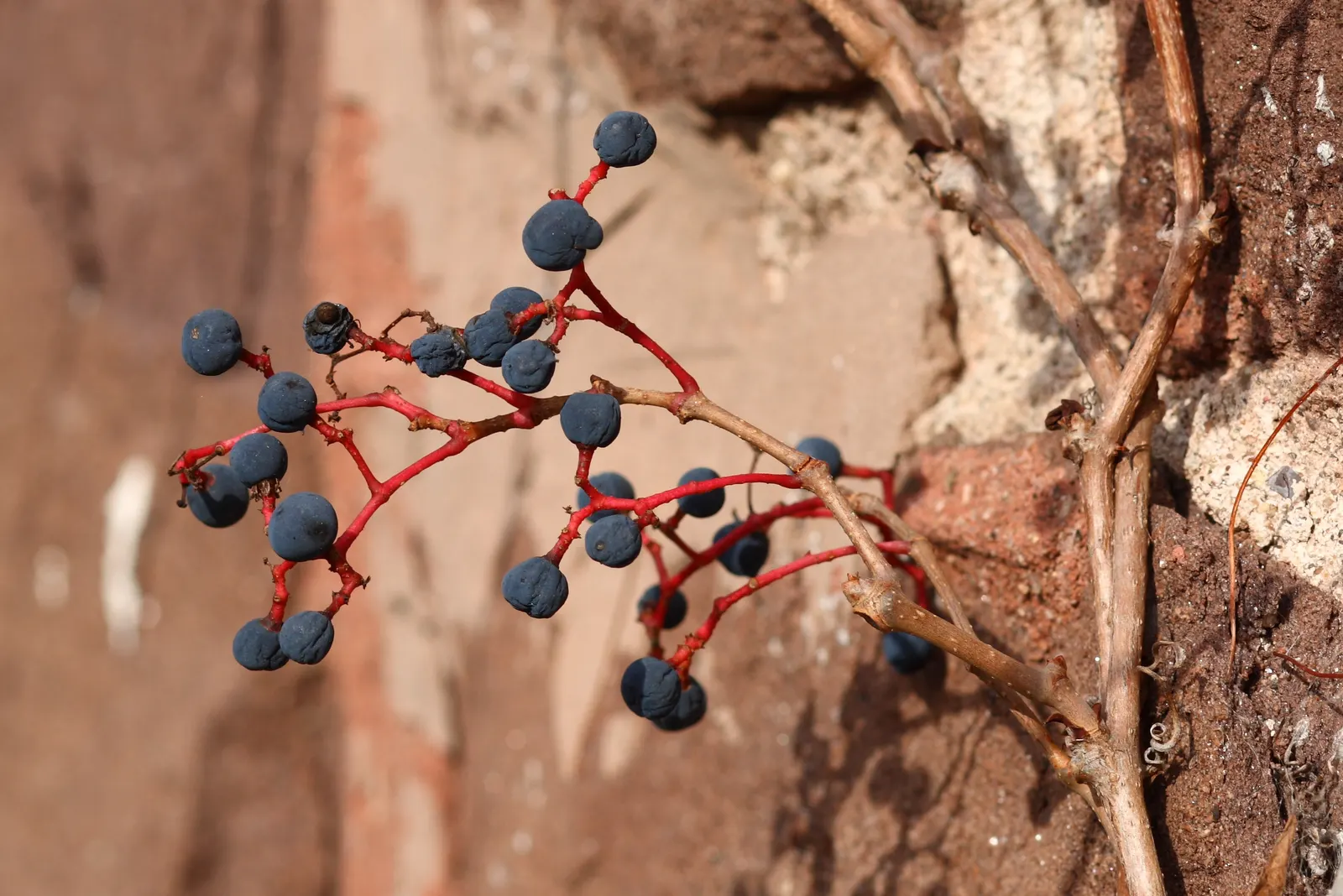 Virginia Creeper (Parthenocissus Quinquefolia) — tiny greenish flowers in the summer give way to dark blue to black berries; offering seasonal, image 73