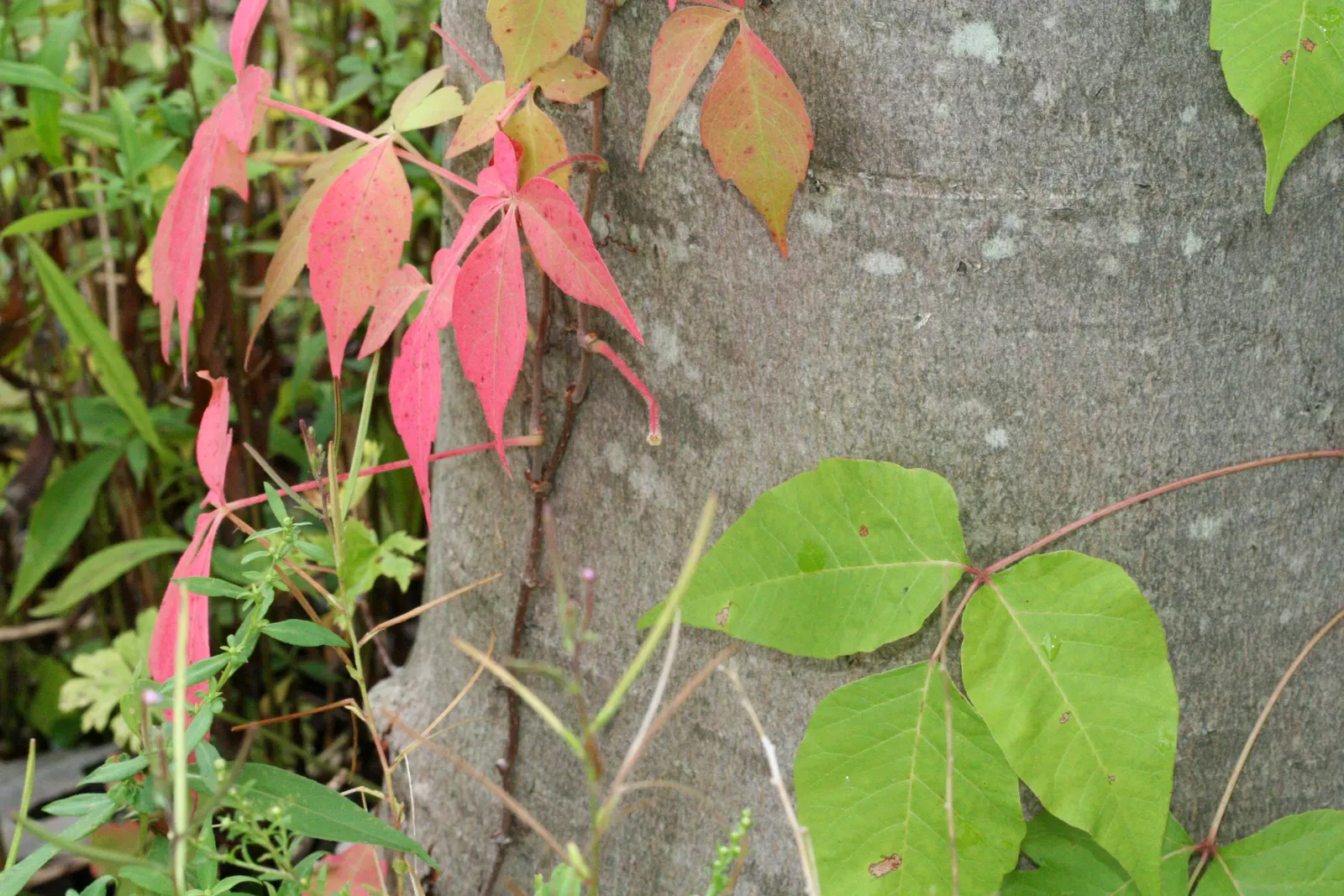 Virginia Creeper (Parthenocissus Quinquefolia) — that Virginia Creeper can become quite aggressive if left unchecked; each typically measuring 2 to 6 inches