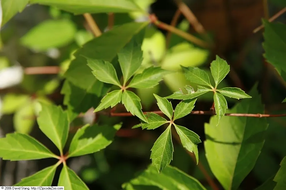 Virginia Creeper (Parthenocissus Quinquefolia) — adding ecological value to your garden; it flaunts palmate leaves with five leaflets and turns a, image 101