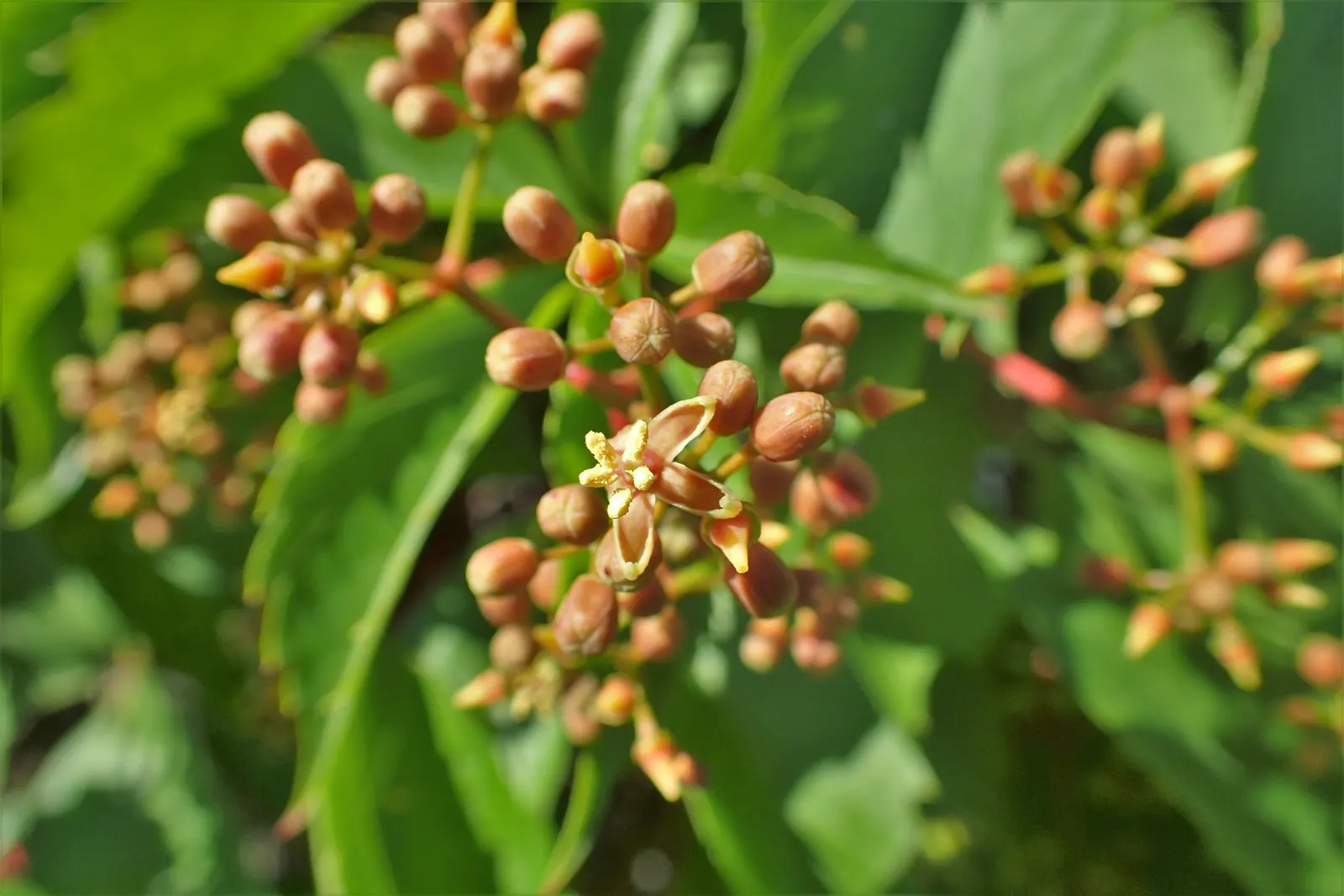Virginia Creeper (Parthenocissus Quinquefolia) — emerge a glossy green in spring and mature to a beautiful display of reds; assuming a climbing habit