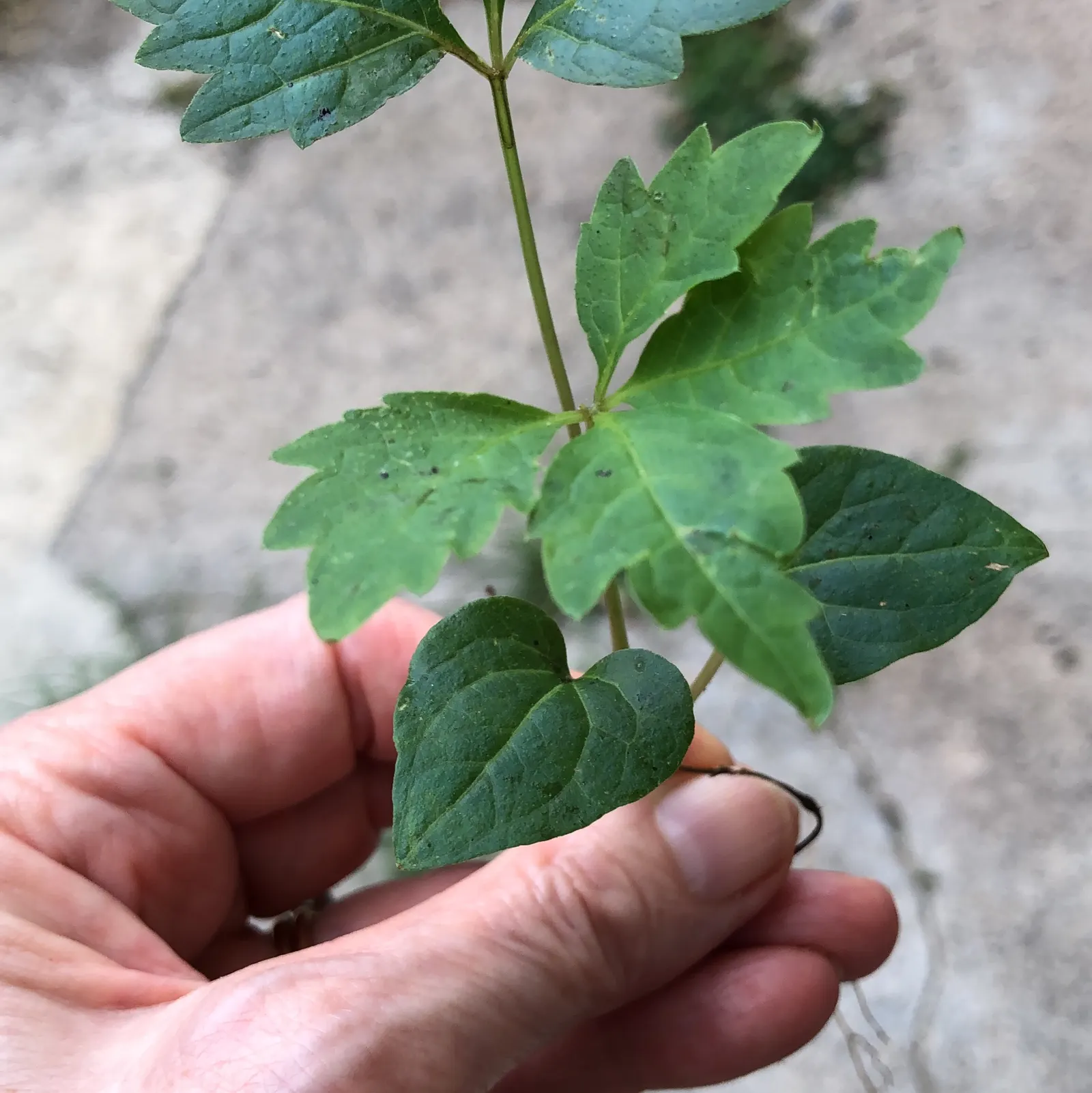 Virginia Creeper (Parthenocissus Quinquefolia) — and is quite drought-resistant once established; its suction-cup-like tendrils make it ideal for covering