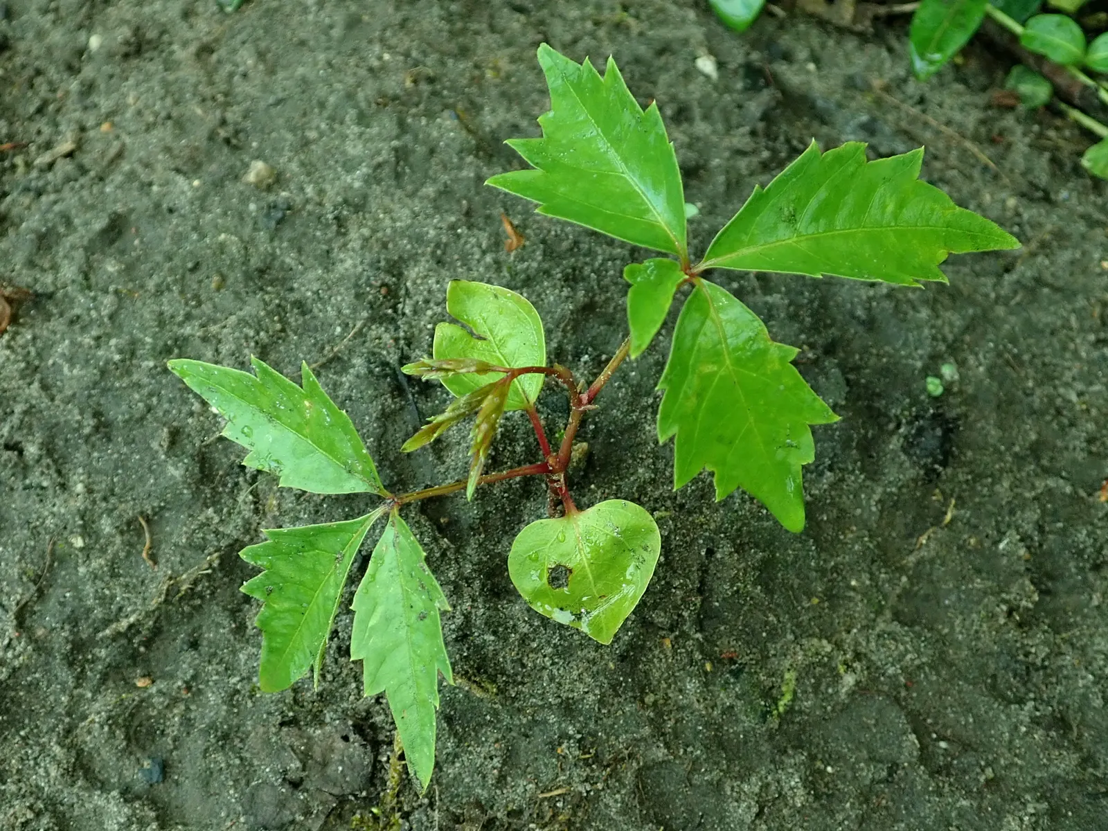 Virginia Creeper (Parthenocissus Quinquefolia) — Assuming a climbing habit; is tolerant of a range of soil types, image 88