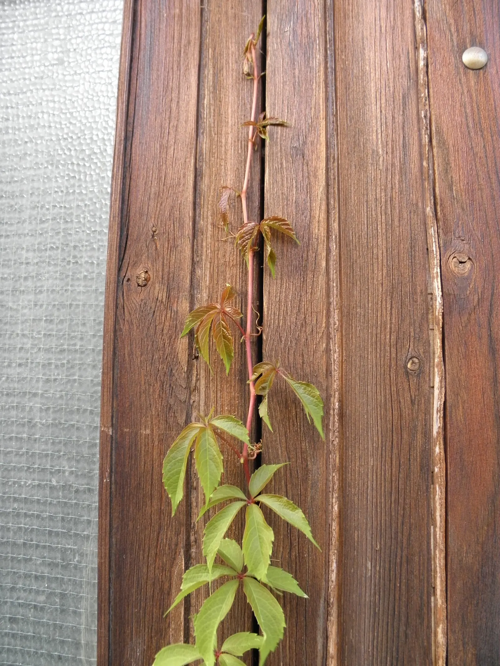 Virginia Creeper (Parthenocissus Quinquefolia) — emerge a glossy green in spring and mature to a beautiful display of reds; assuming a climbing, image 65