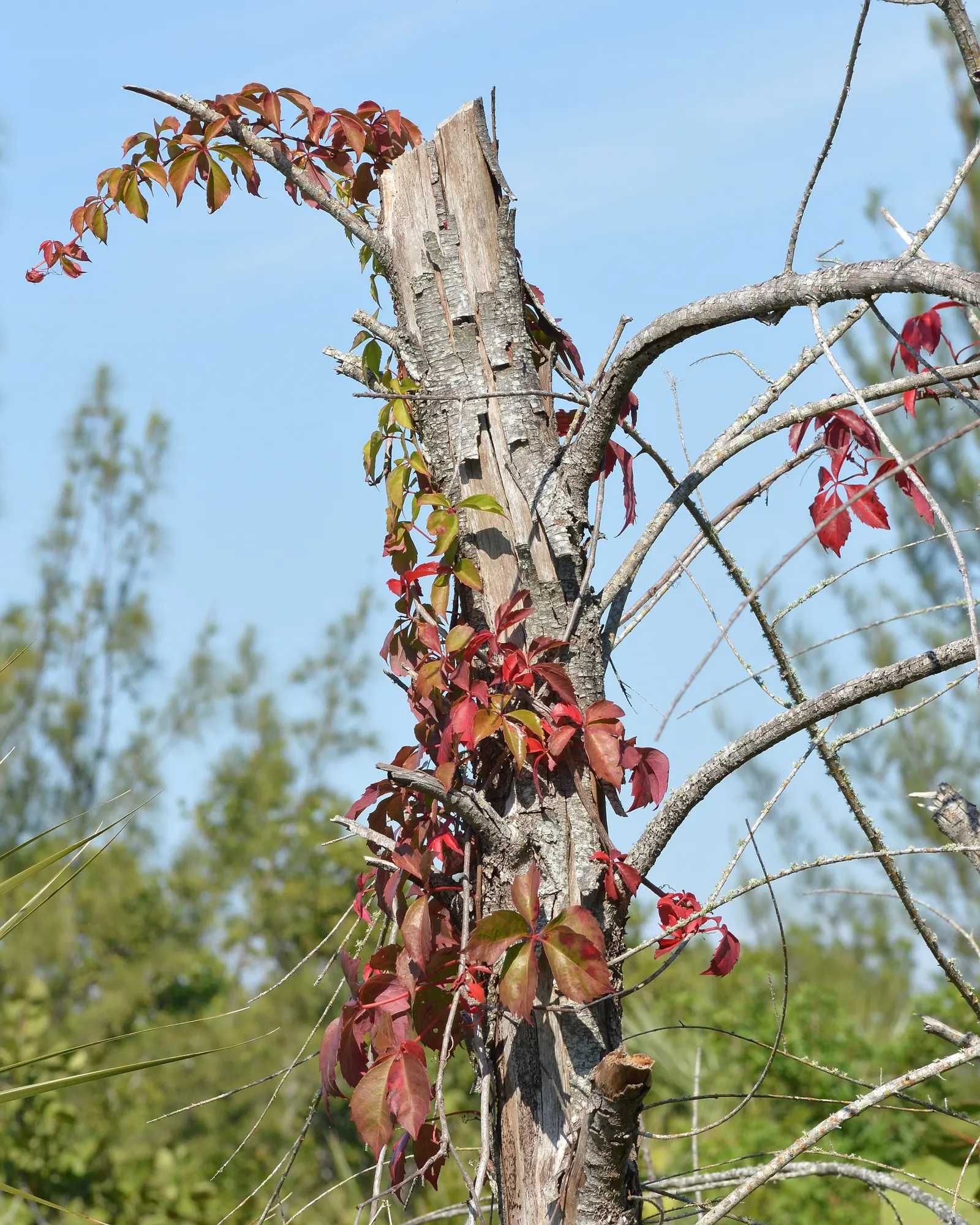 Virginia Creeper (Parthenocissus Quinquefolia) — adding ecological value to your garden; it flaunts palmate leaves with five leaflets and turns a striking red