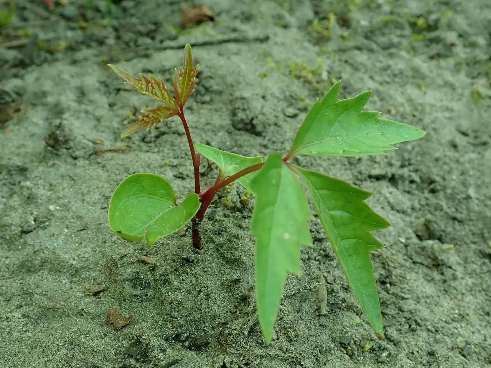 Virginia Creeper (Parthenocissus Quinquefolia) — ground cover / vine with green and white blooms; and is quite drought-resistant once established, image 77