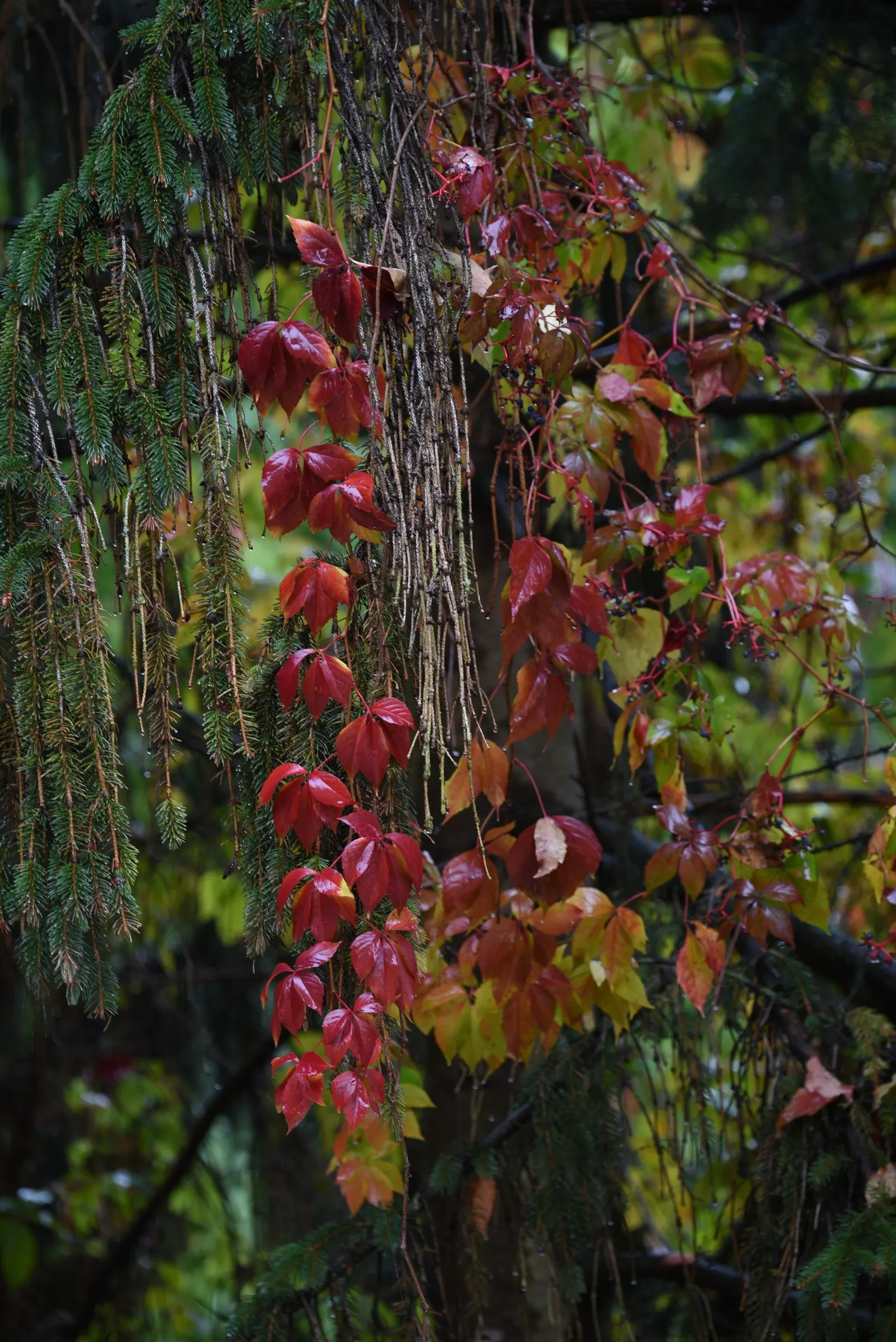 Virginia Creeper (Parthenocissus Quinquefolia) — ground cover / vine for full or half or shade; adding ecological value to your garden, image 78