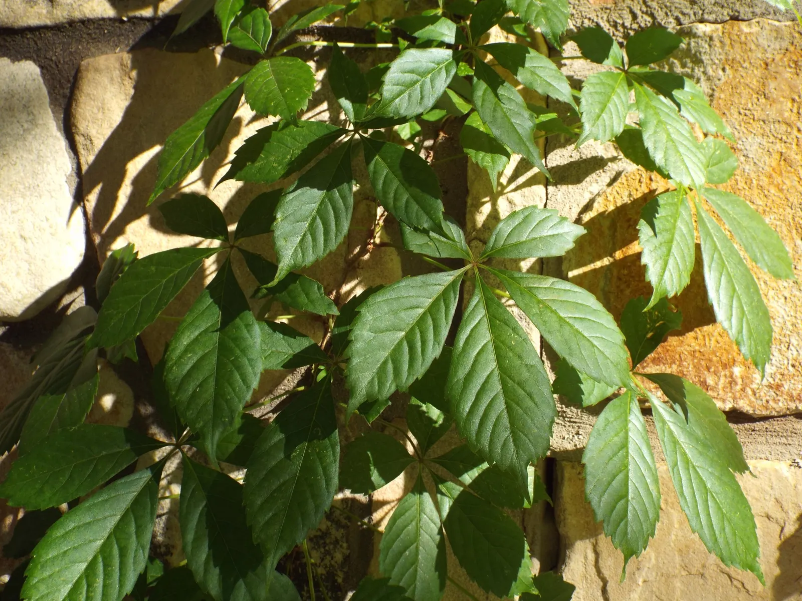 Virginia Creeper (Parthenocissus Quinquefolia) — and is quite drought-resistant once established