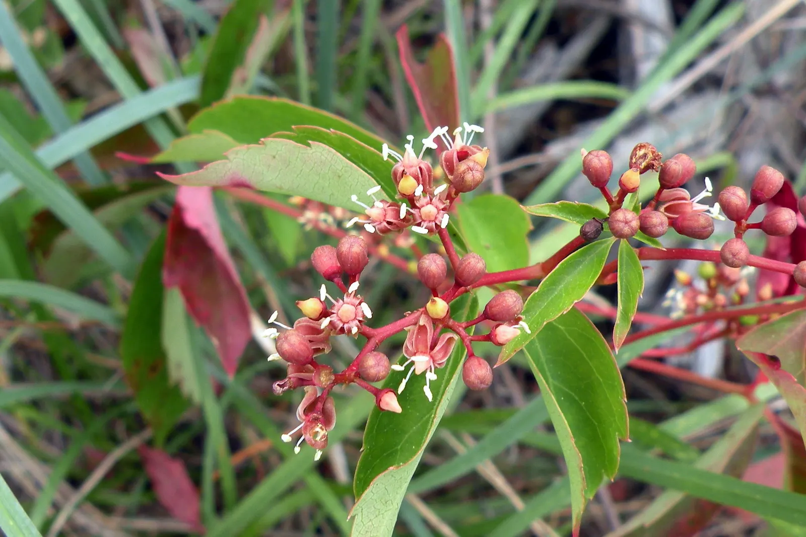 Virginia Creeper (Parthenocissus Quinquefolia) — so occasional pruning may be required to manage its growth; incorporate this vine as a cover for, image 70