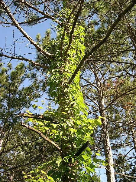 Virginia Creeper (Parthenocissus Quinquefolia) — scientifically known as Parthenocissus quinquefolia