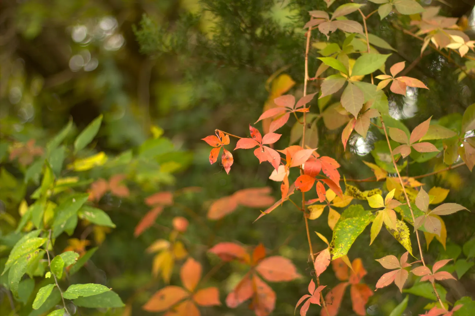 Virginia Creeper (Parthenocissus Quinquefolia) — Perfect for adding a touch of wilderness to any garden; is a versatile and hardy deciduous vine, image 113