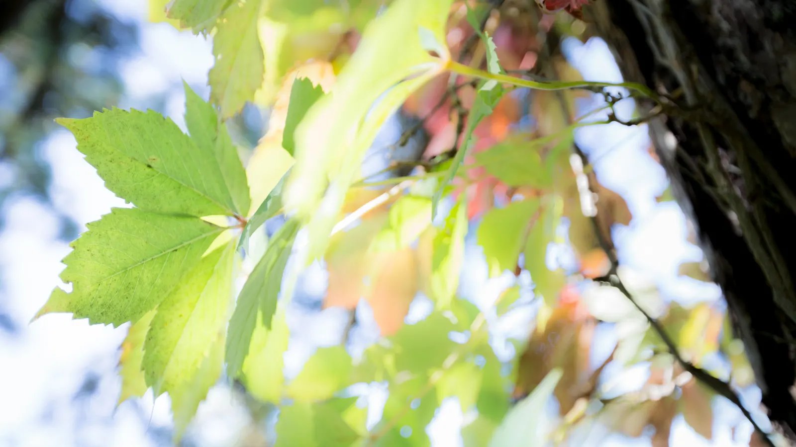 Virginia Creeper (Parthenocissus Quinquefolia) — each typically measuring 2 to 6 inches long; small, inconspicuous green flowers give way to, image 64