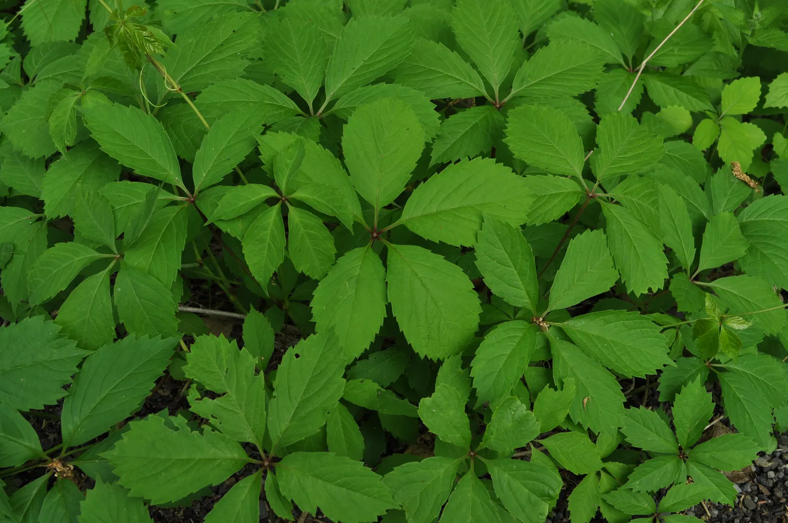 Virginia Creeper (Parthenocissus Quinquefolia) — Virginia Creeper (Parthenocissus quinquefolia) is a vigorous deciduous vine, rapidly growing up to, image 79