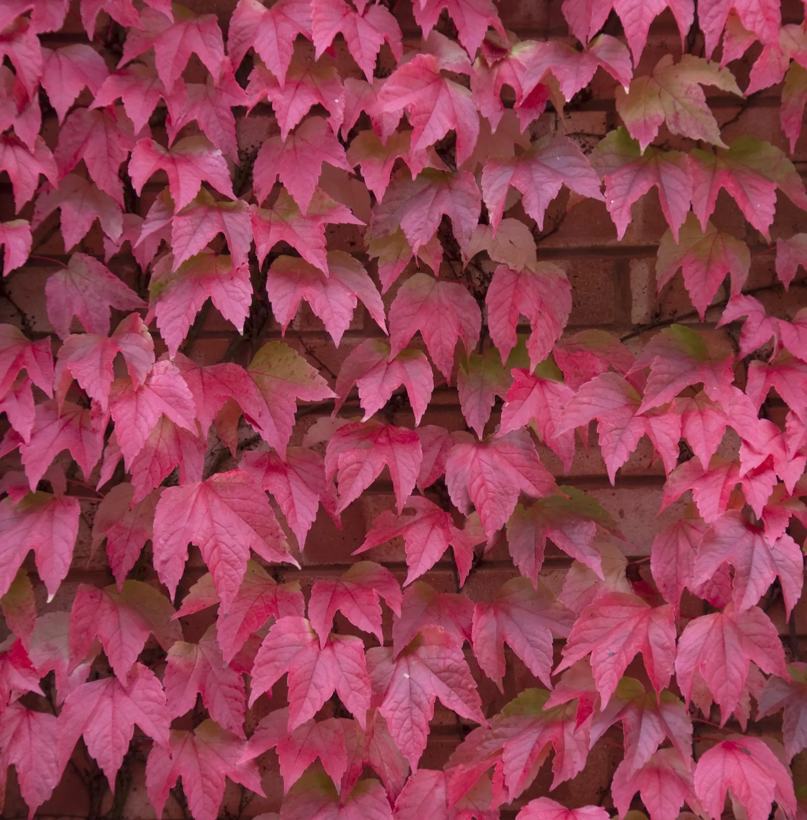 Virginia Creeper (Parthenocissus Quinquefolia) — which are not edible for humans but are cherished by birds; tiny greenish flowers in the summer give way to