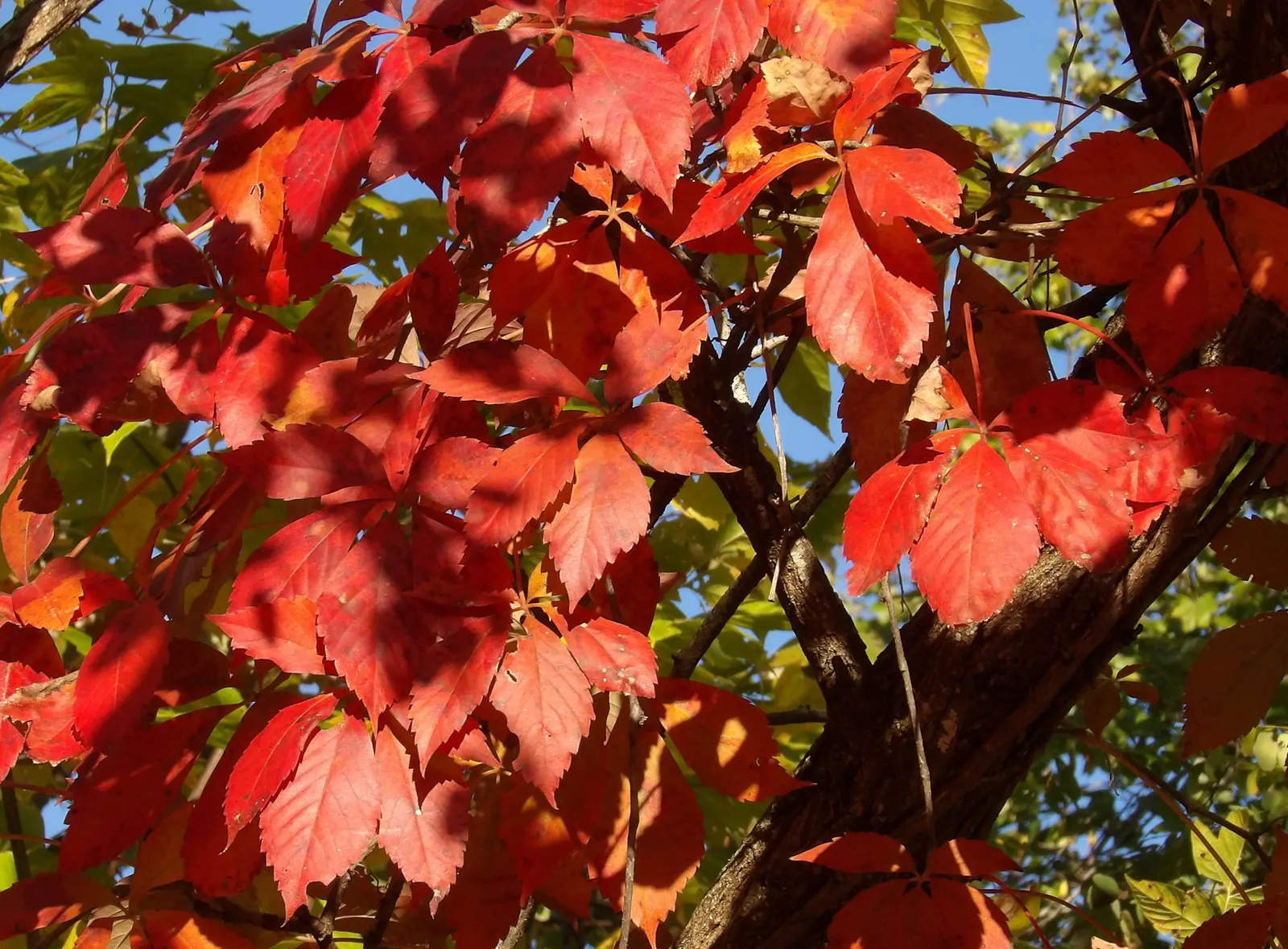 Virginia Creeper (Parthenocissus Quinquefolia) — Virginia Creeper (Parthenocissus quinquefolia) is a vigorous deciduous vine, rapidly growing up to, image 53