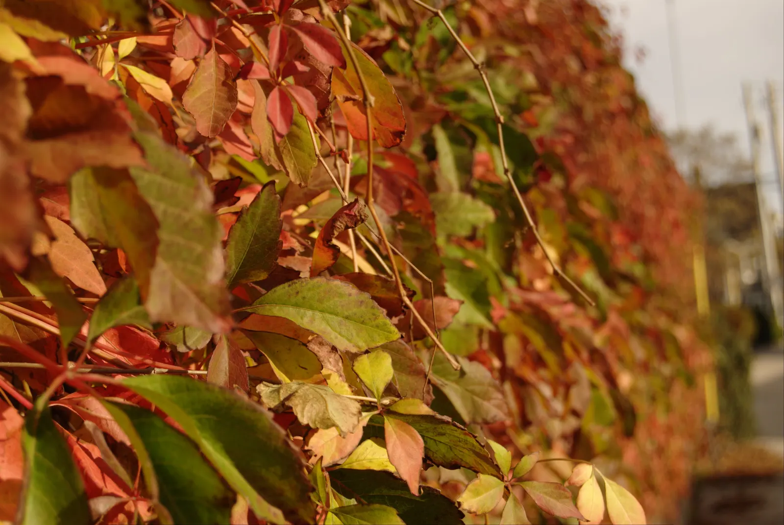 Virginia Creeper (Parthenocissus Quinquefolia) — and is quite drought-resistant once established; its suction-cup-like tendrils make it ideal for, image 94
