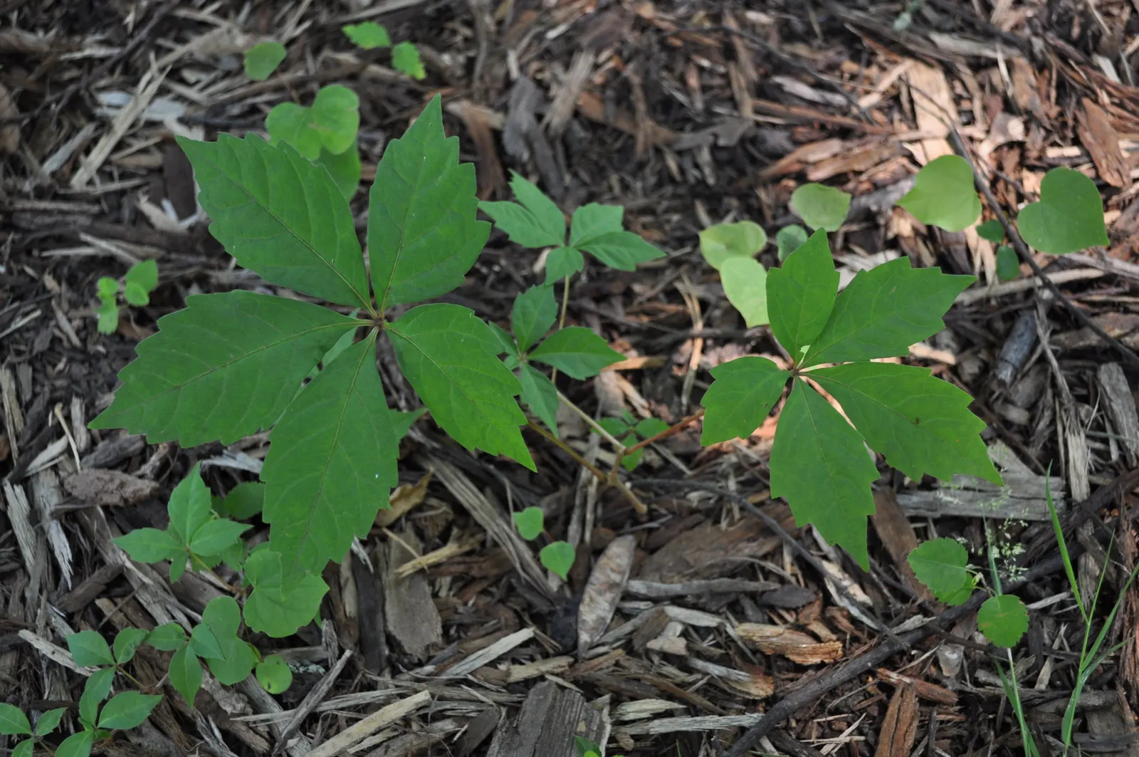 Virginia Creeper (Parthenocissus Quinquefolia) — Perfect for adding a touch of wilderness to any garden; is a versatile and hardy deciduous vine, image 87