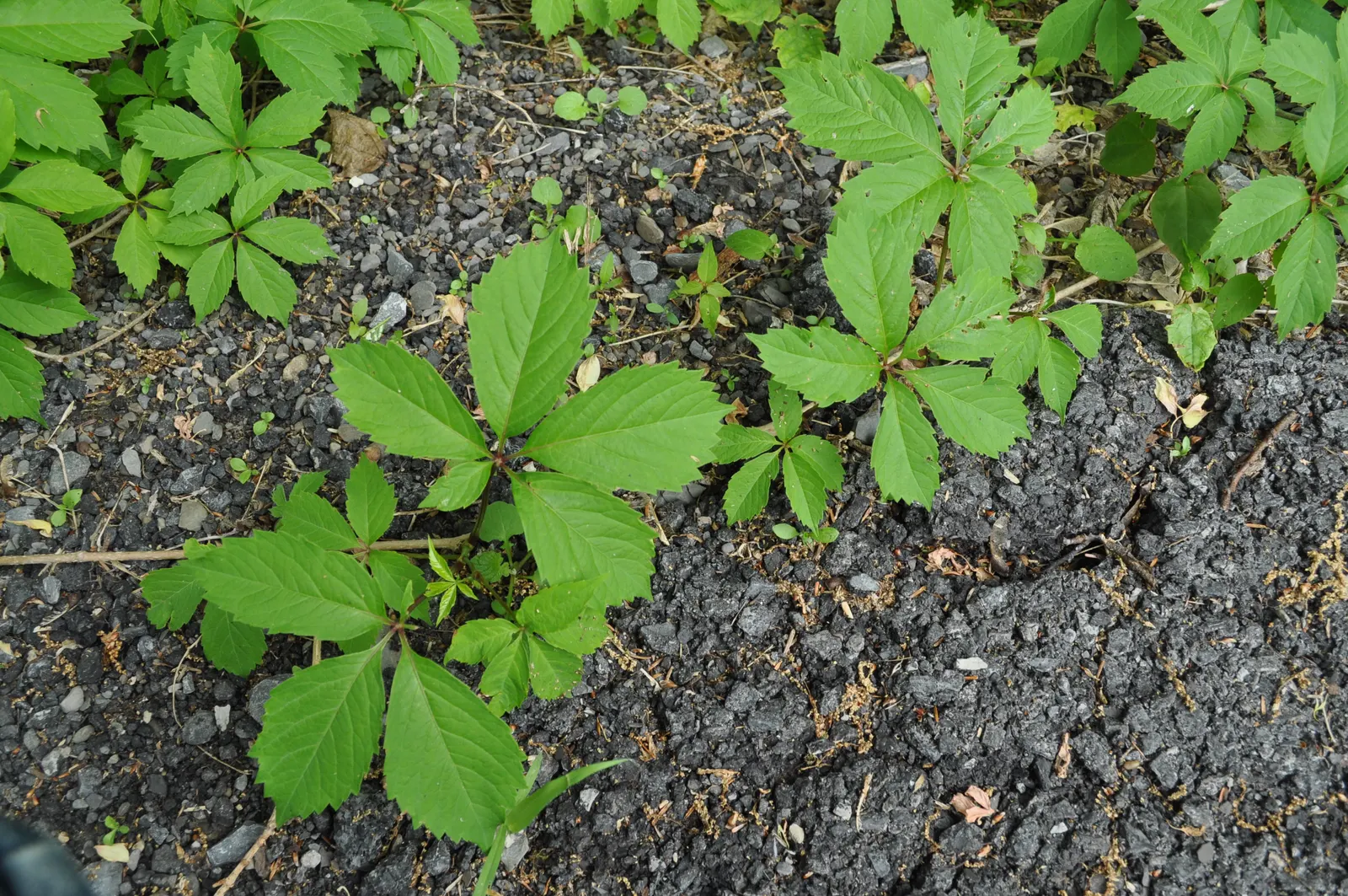 Virginia Creeper (Parthenocissus Quinquefolia) — or even as a ground cover to control erosion; scientifically known as Parthenocissus quinquefolia